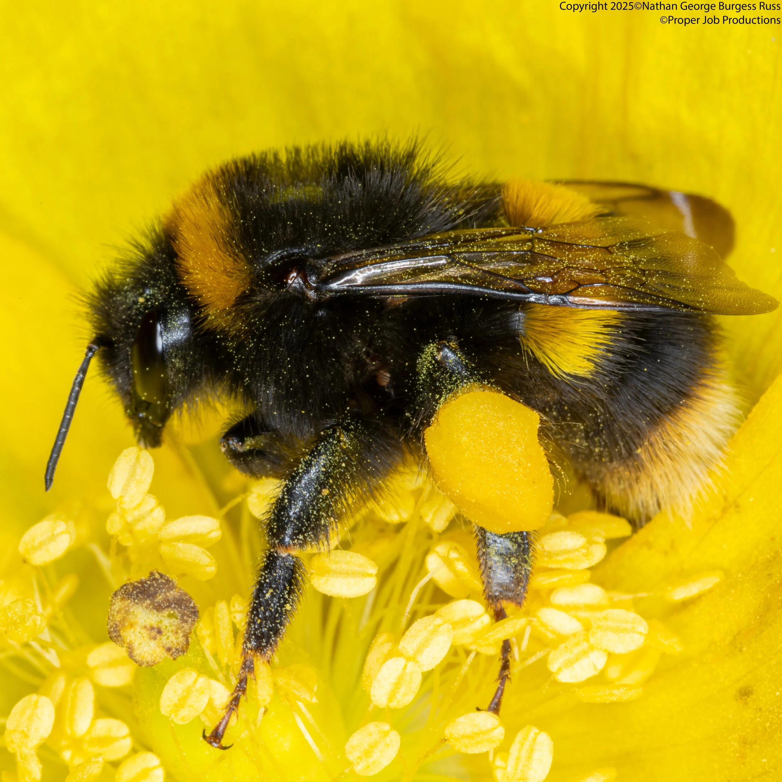 Bumble Bee in Yellow Flower Coaster