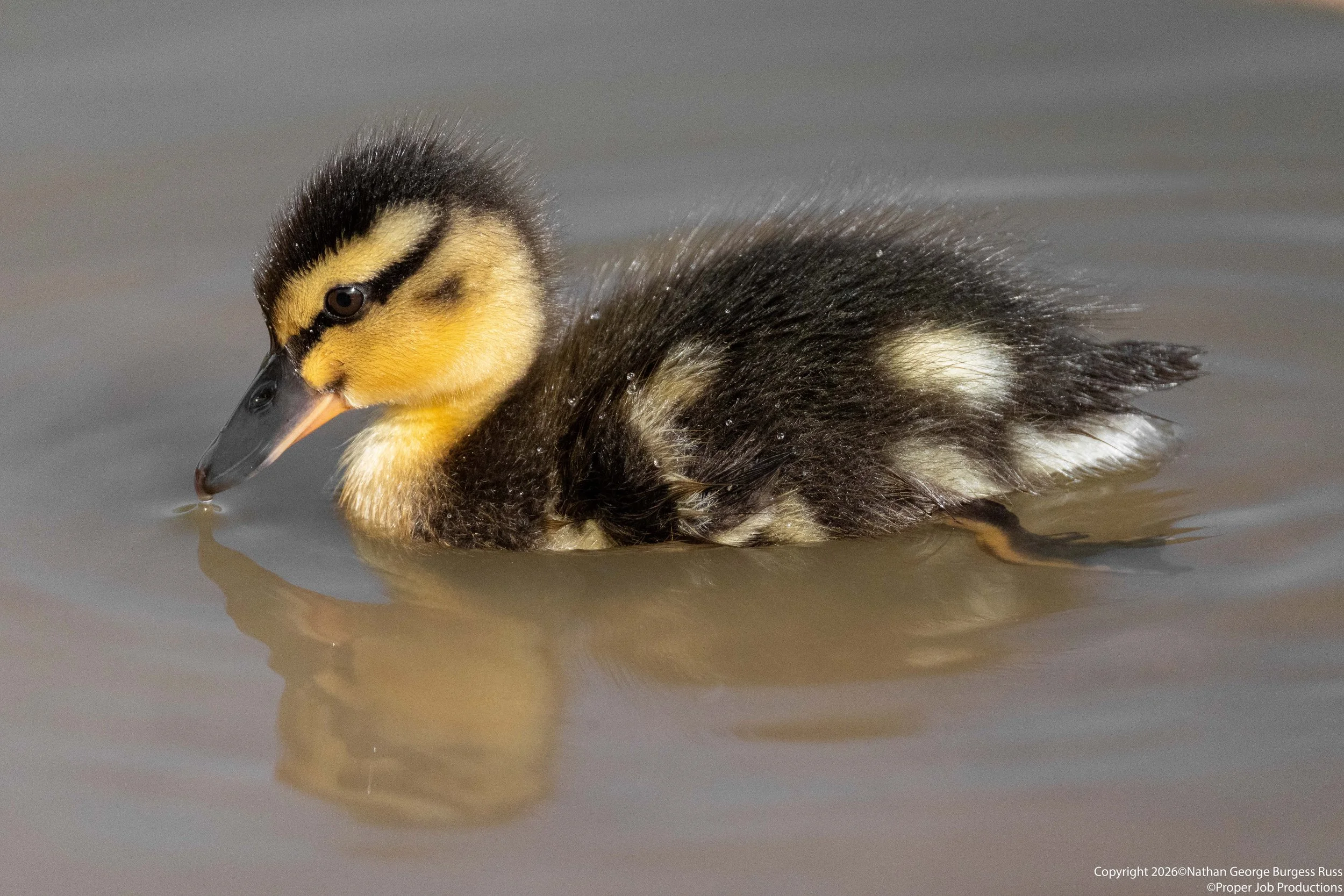 A 2 day old Mallard (Anas platyrhynchos) duckling on Duchess Pond in Bristol