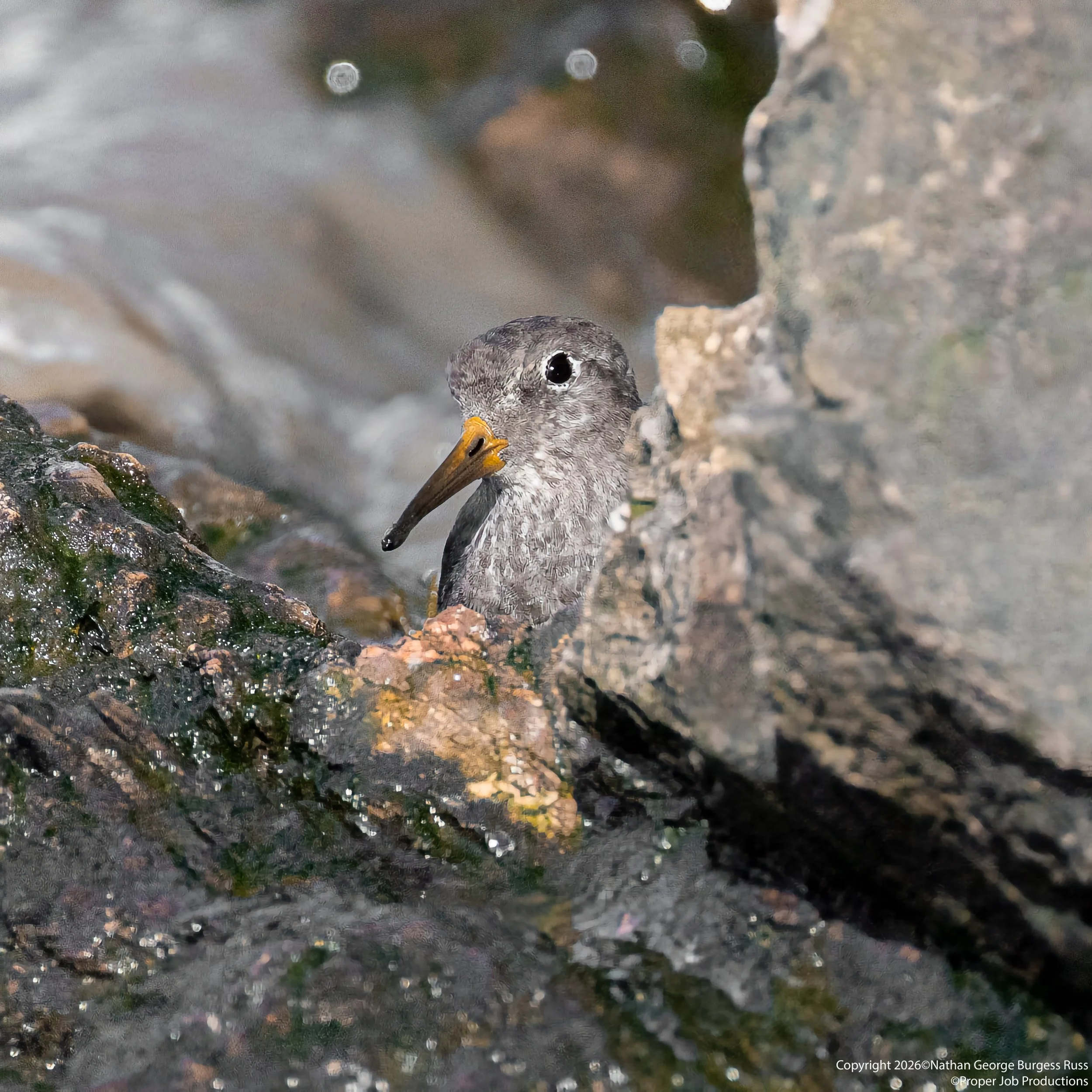 Purple Sandpiper (Calidris maritima) peeking from behind a rock below Battery Point Lighthouse in Portishead.

