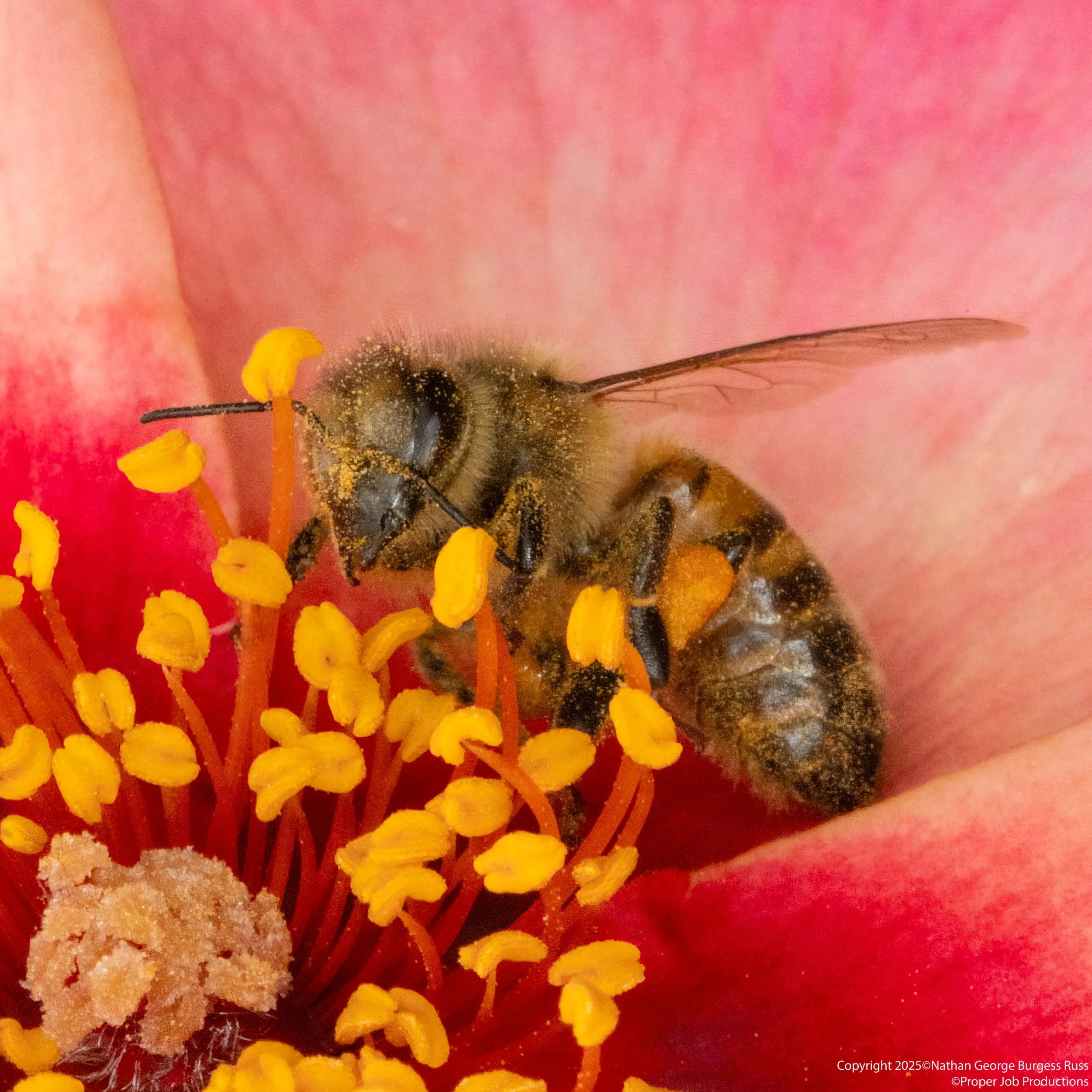 Honey Bee on Red Flower Coaster