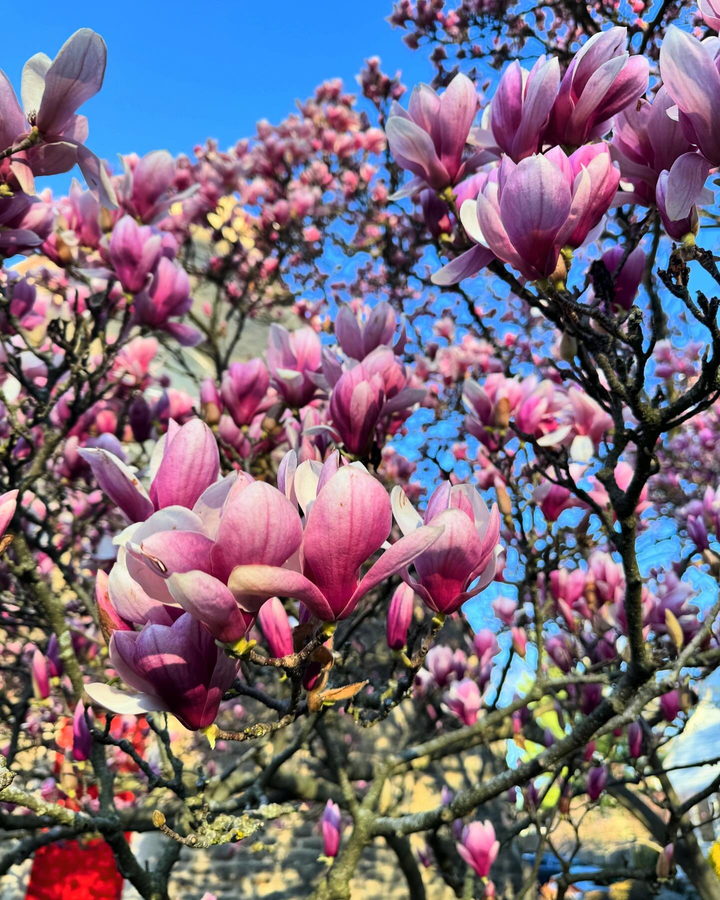 The sun is shining, the All Saints magnolia is in bloom, and we&rsquo;re hosting a festive St. Patrick&rsquo;s Day concert benefitting @4wayquartet at 5pm&mdash; it&rsquo;s a good day! See you soon!