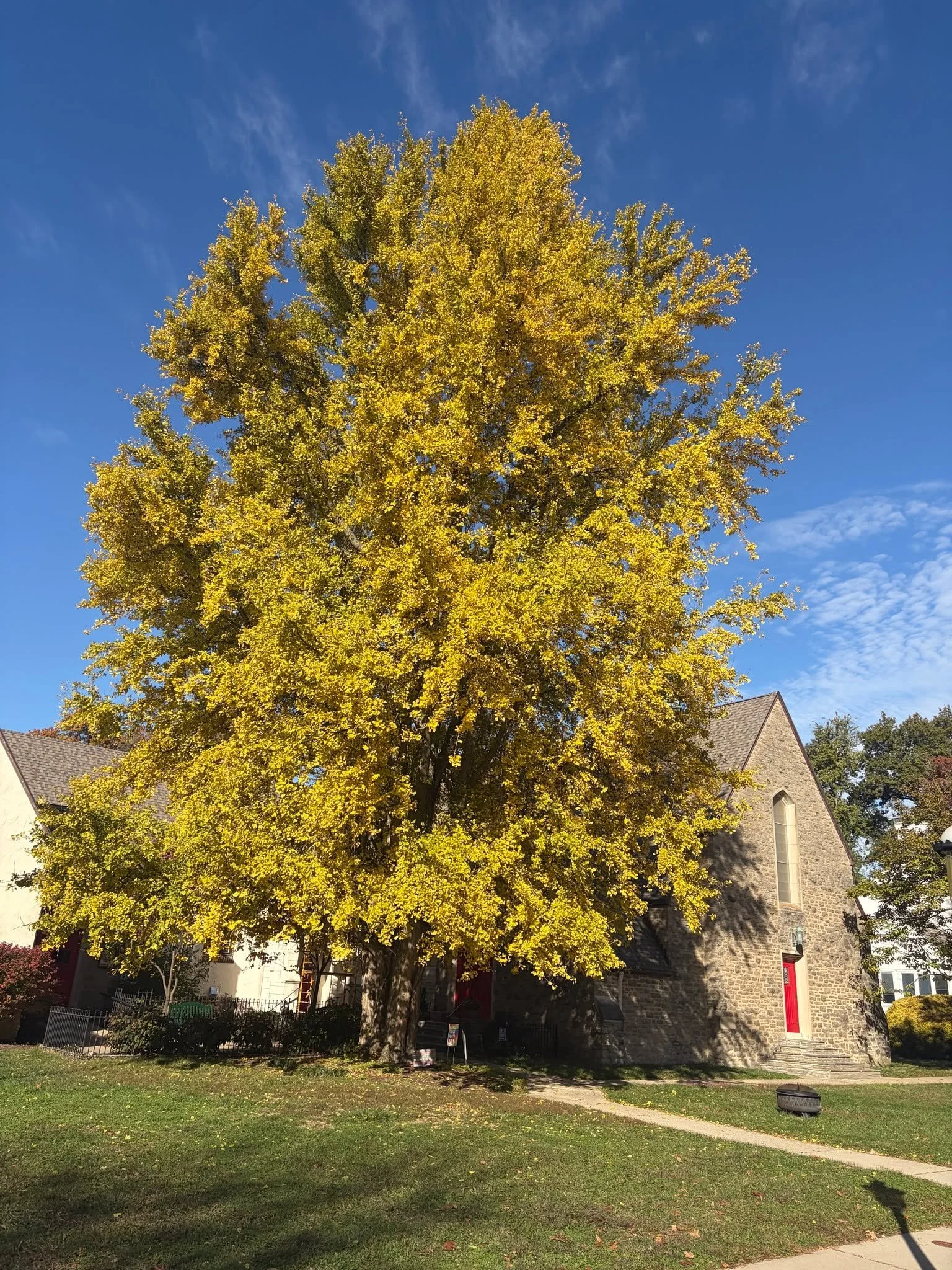 The Ginko was looking extra gold yesterday.