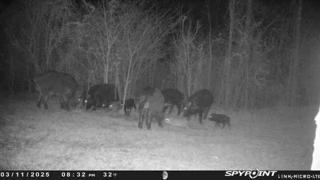 The in-person, Order of Naucratius feral hog camp meeting, has been moved to Zoom.  We'll meet at tonight, Jan. 25 at 5pm. All are welcome. All Saints Cincinnati is inviting you to a scheduled Zoom meeting.

Topic: All Saints Cincinnati's Zoom Meetin