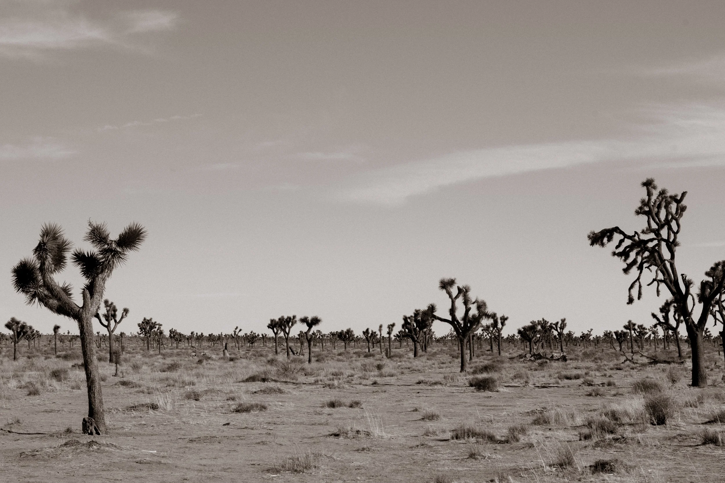 RS_Joshua Tree 2021-28.jpg