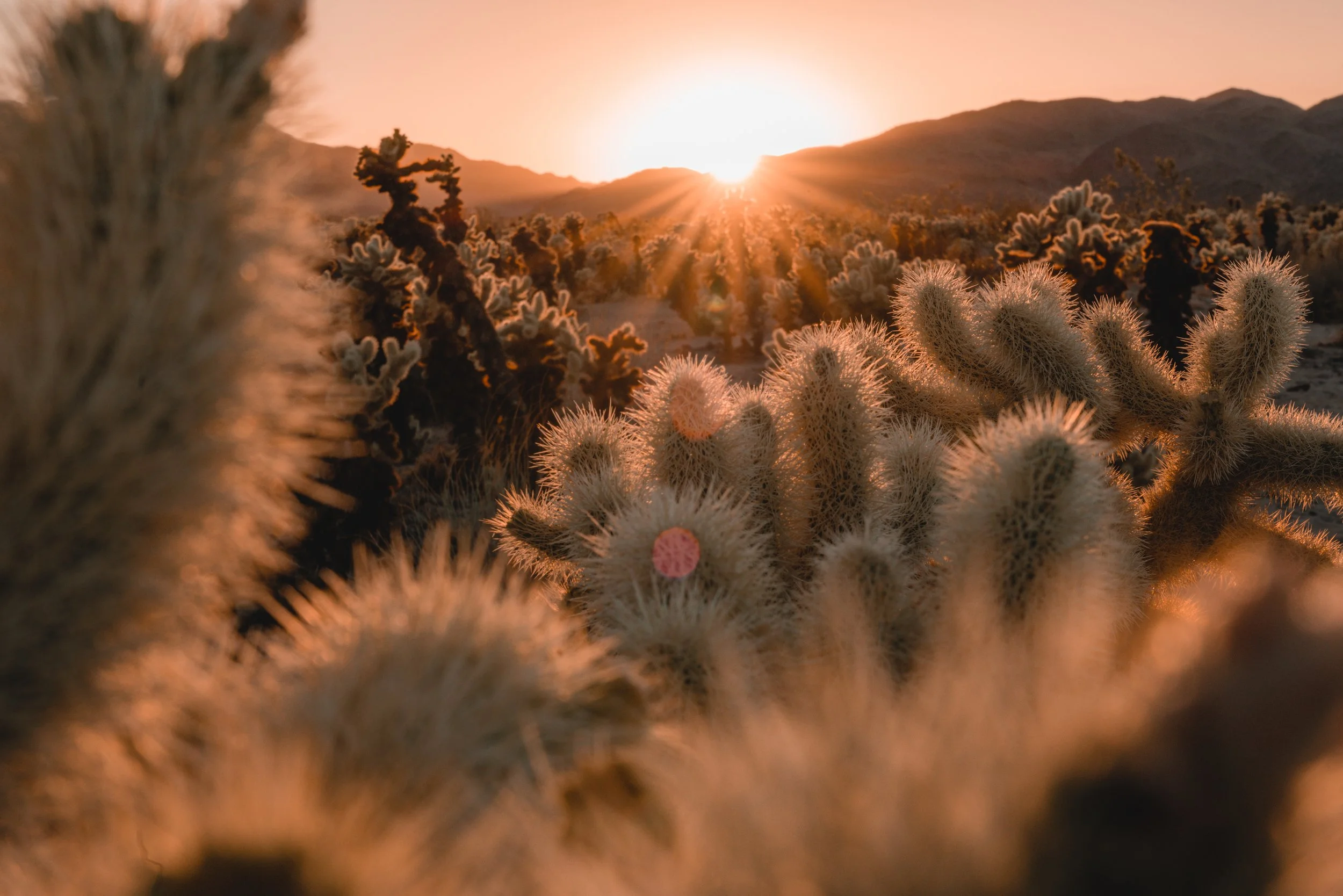 RS_Joshua Tree 2021-4 SM.jpg