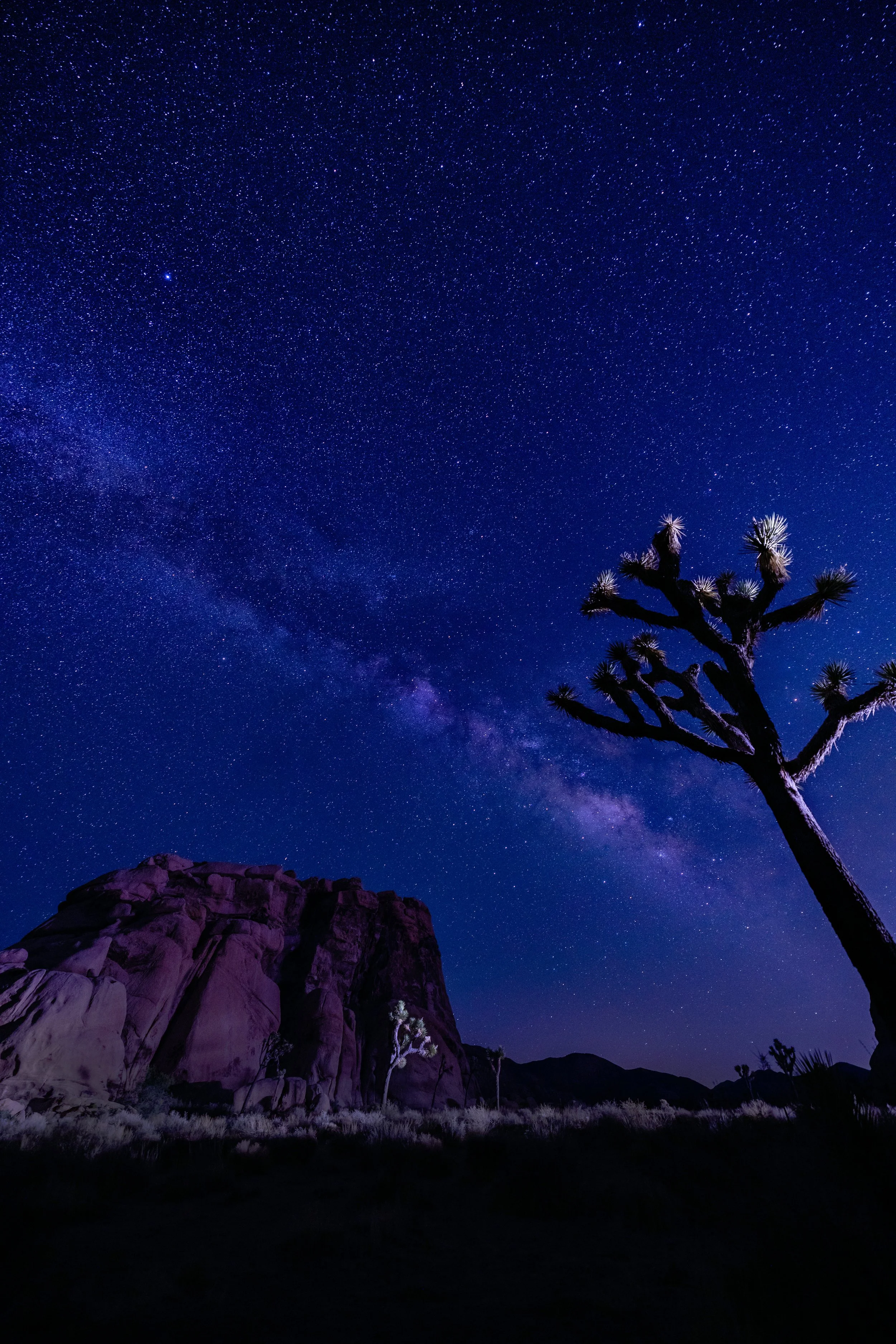 RS_Joshua Tree 2021-17 RT SM.jpg