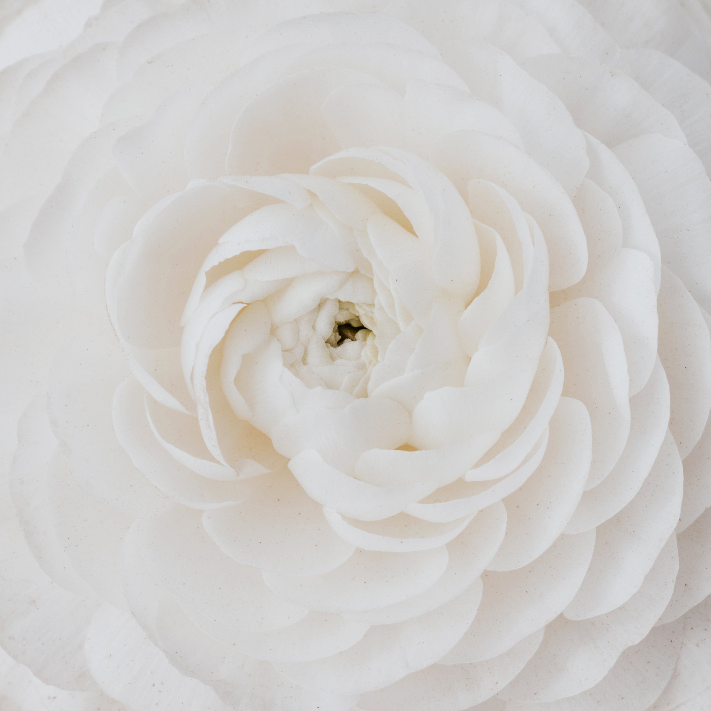 RS_flower field 2021-20_ED.jpg