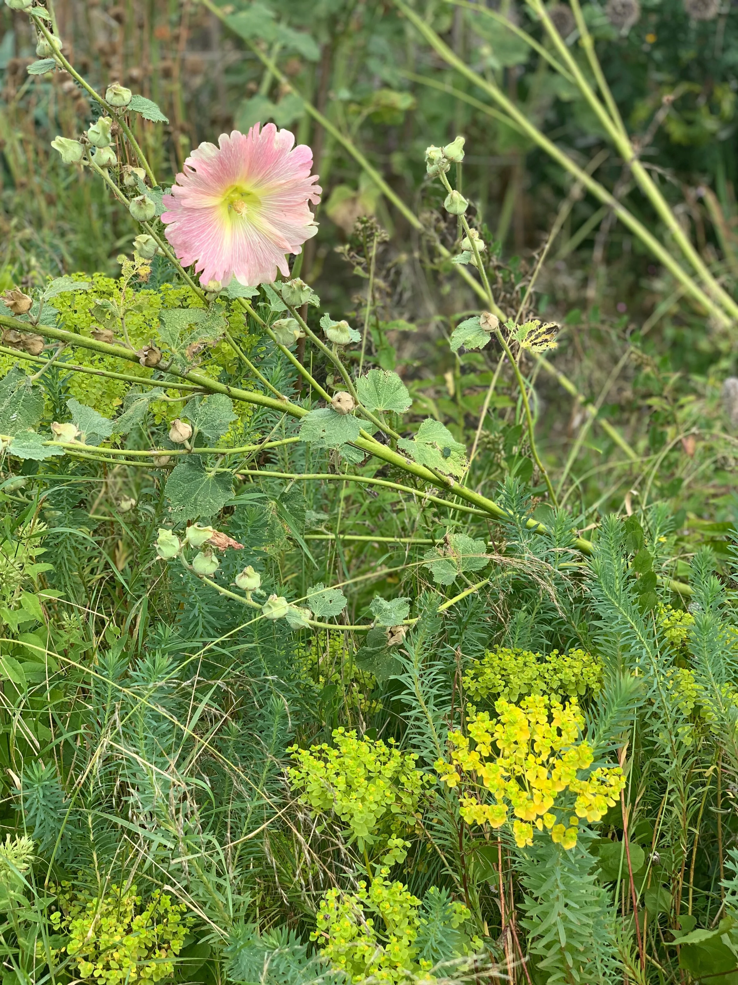 Ballymaloe Gardens, Ireland