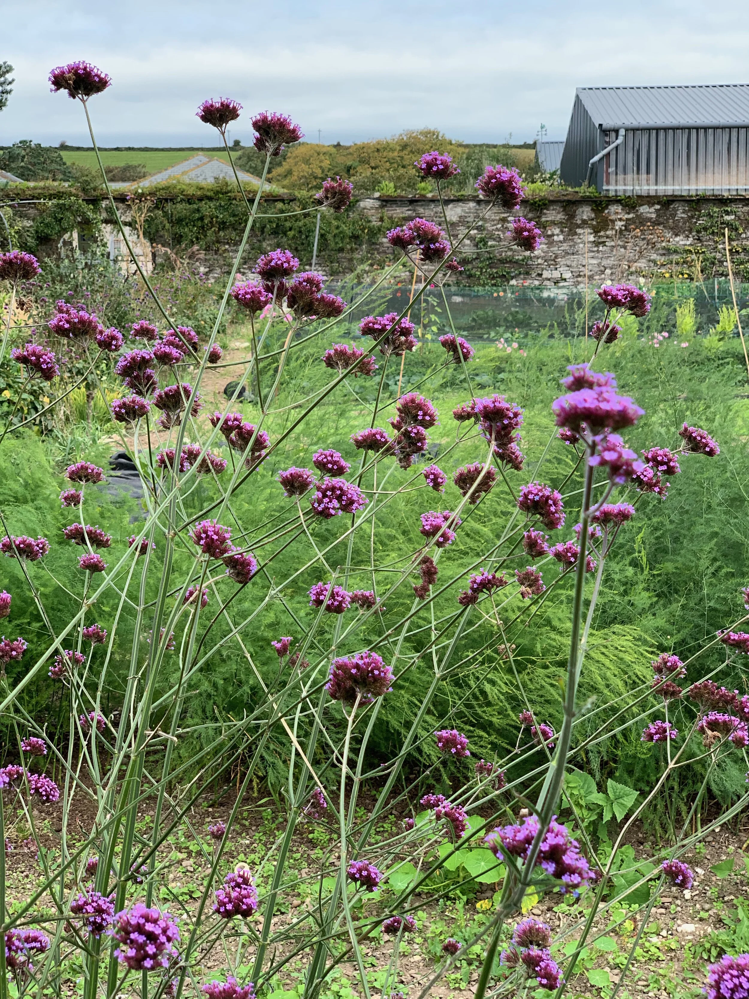 Ballmaloe Gardens, Ireland