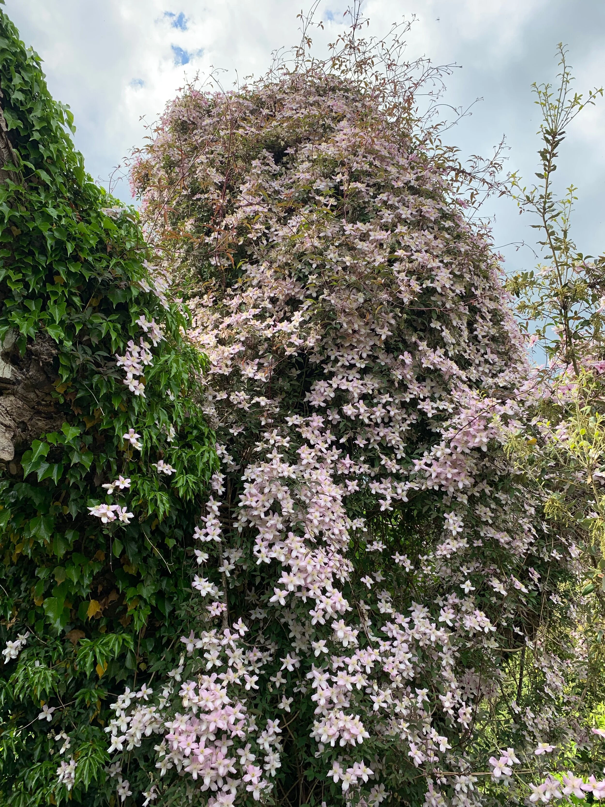   Clematis Montana " wedding gown"