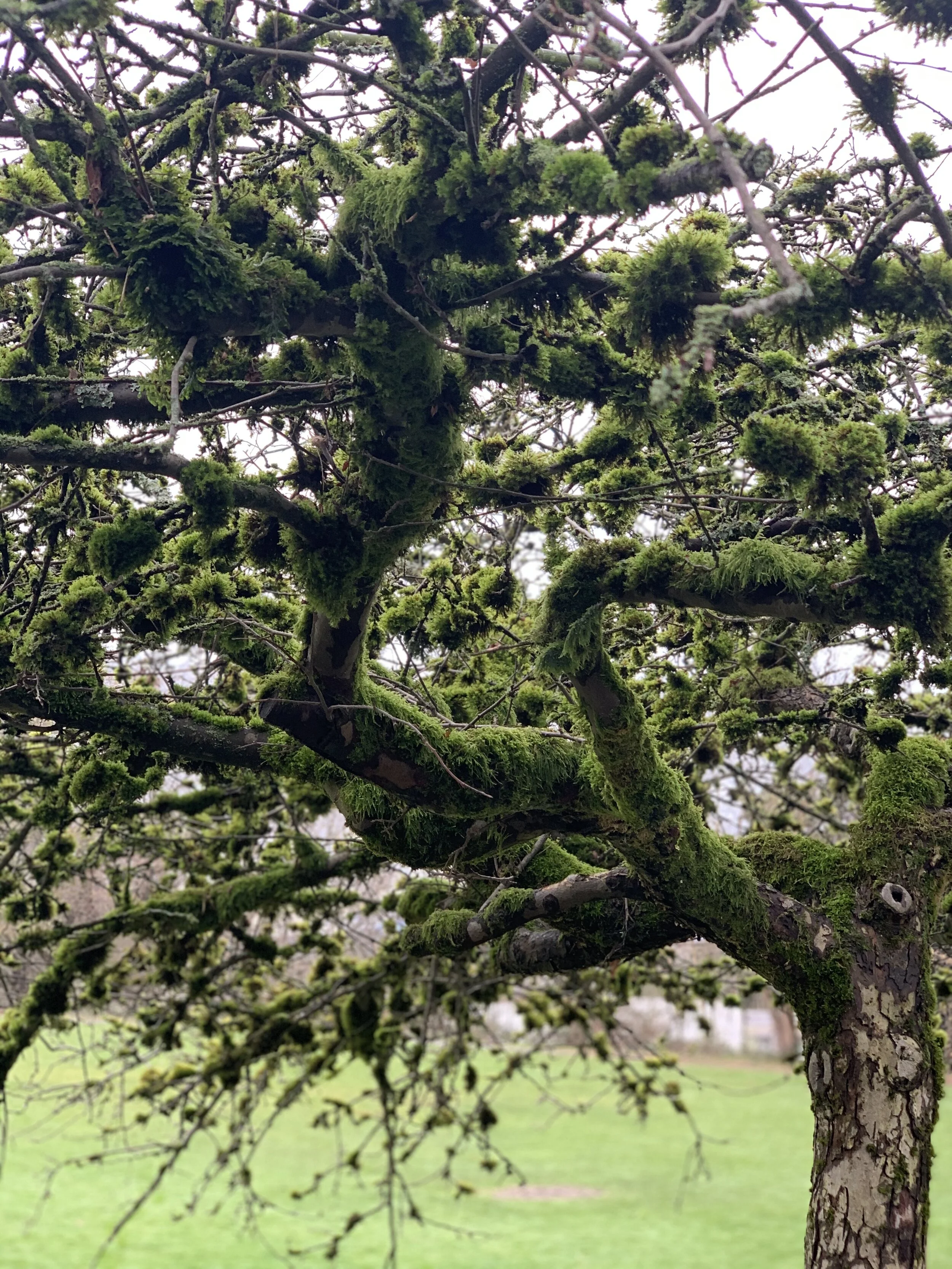  Westcoast Moss at it's finest