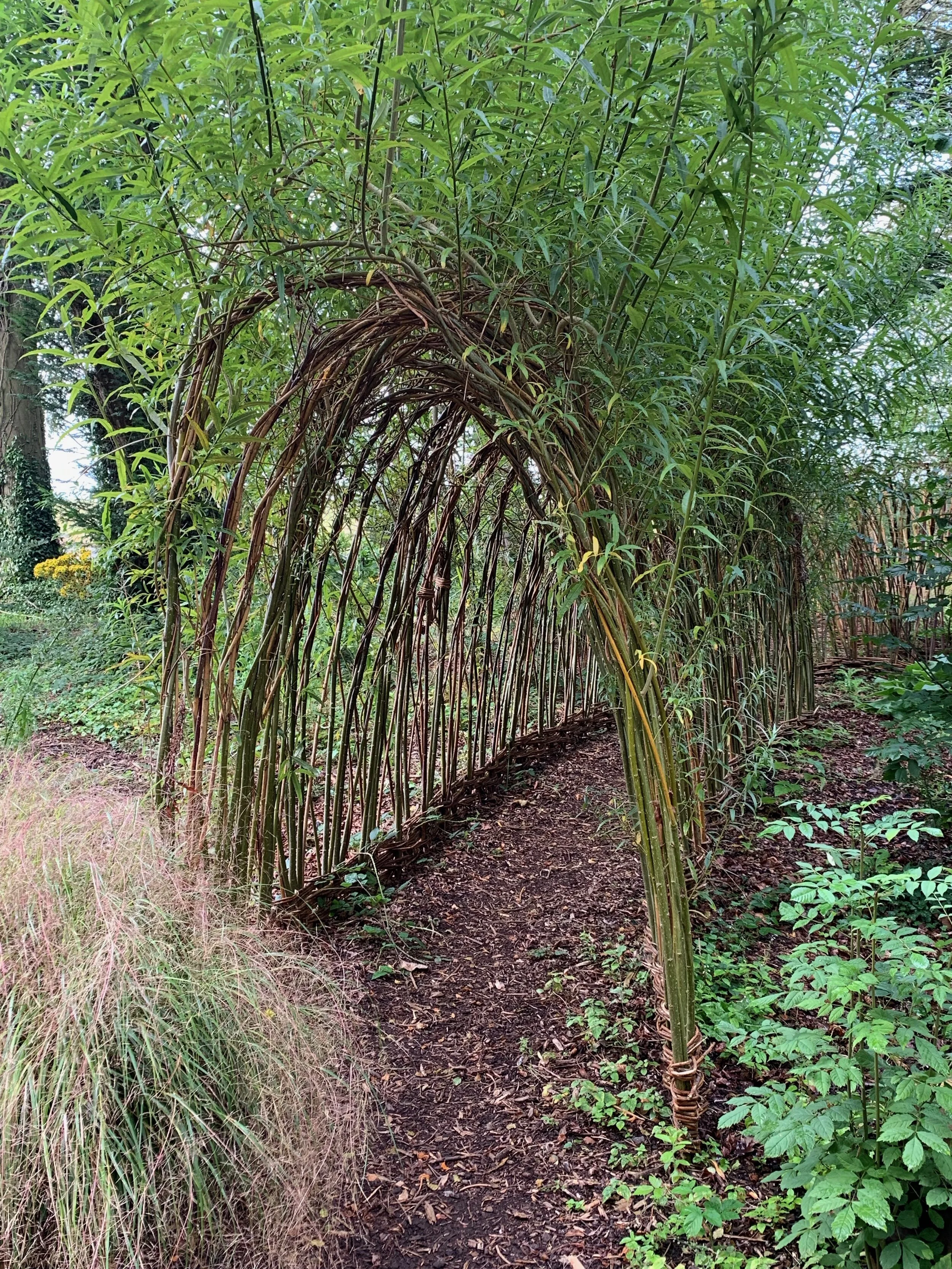 Fairies Forest Adare