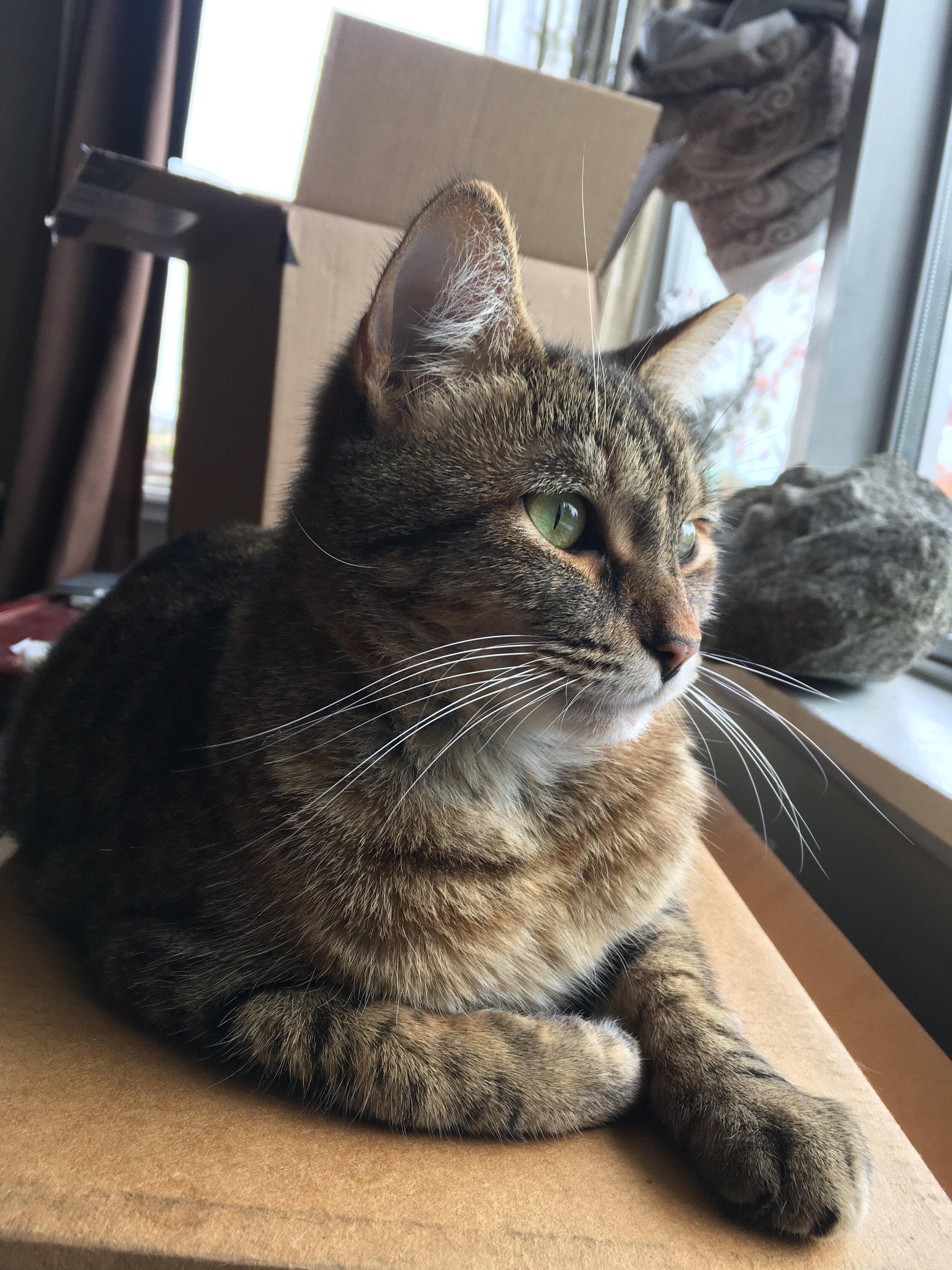 Studio Ken Gift Card