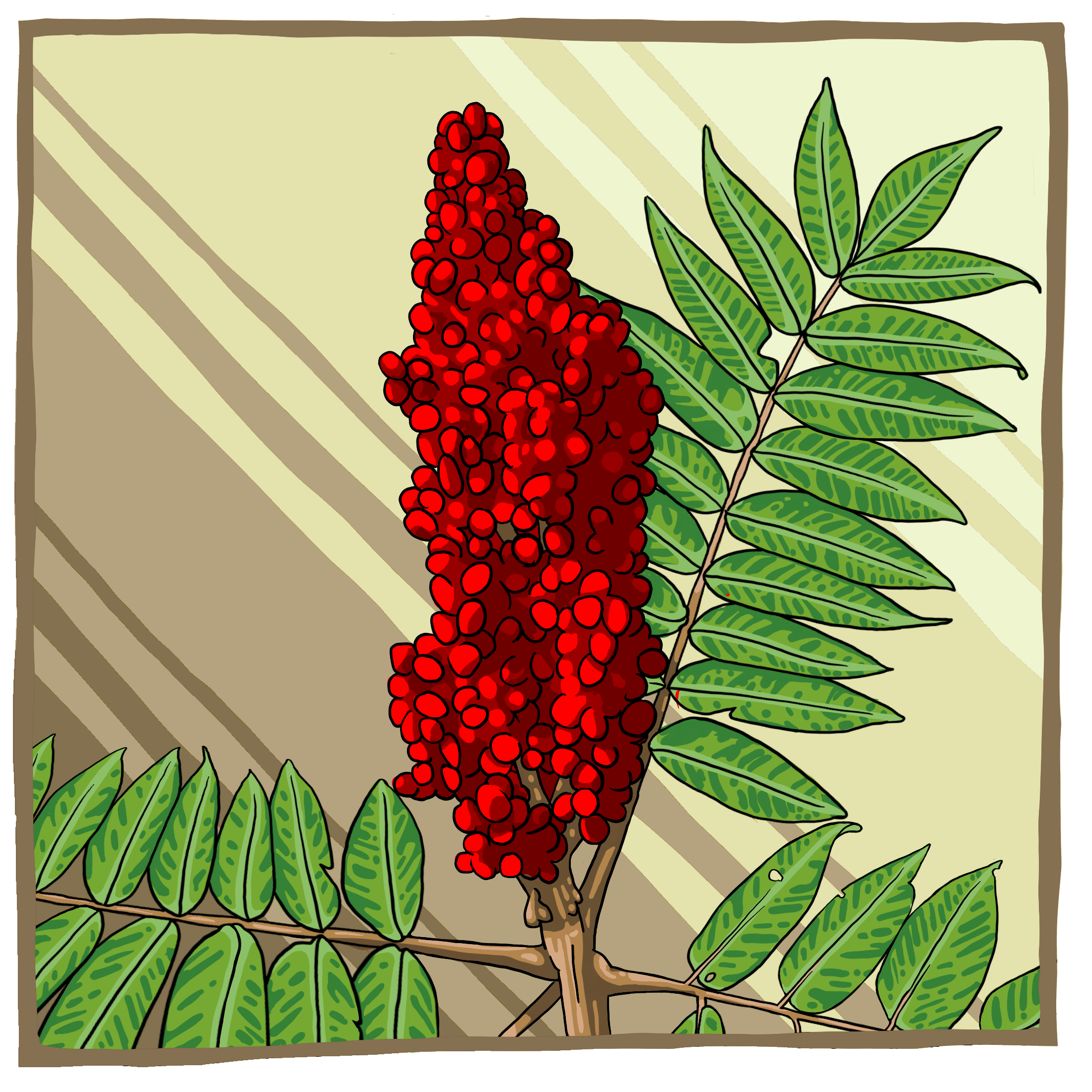 Sumac