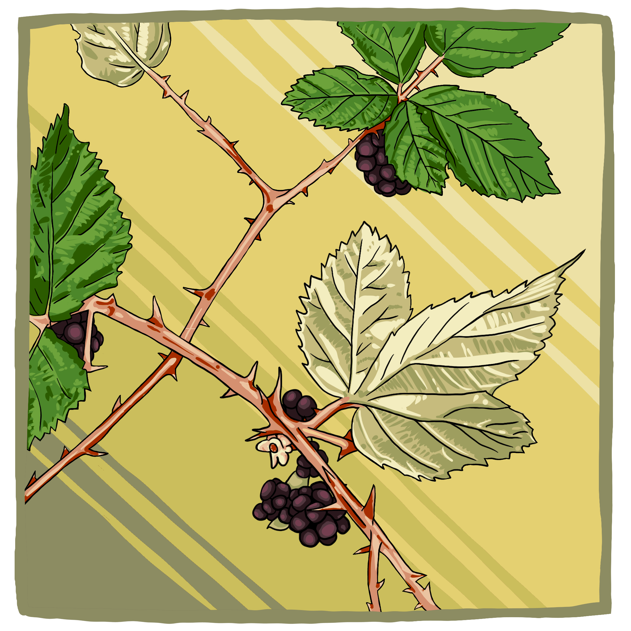 Blackberry Large.png