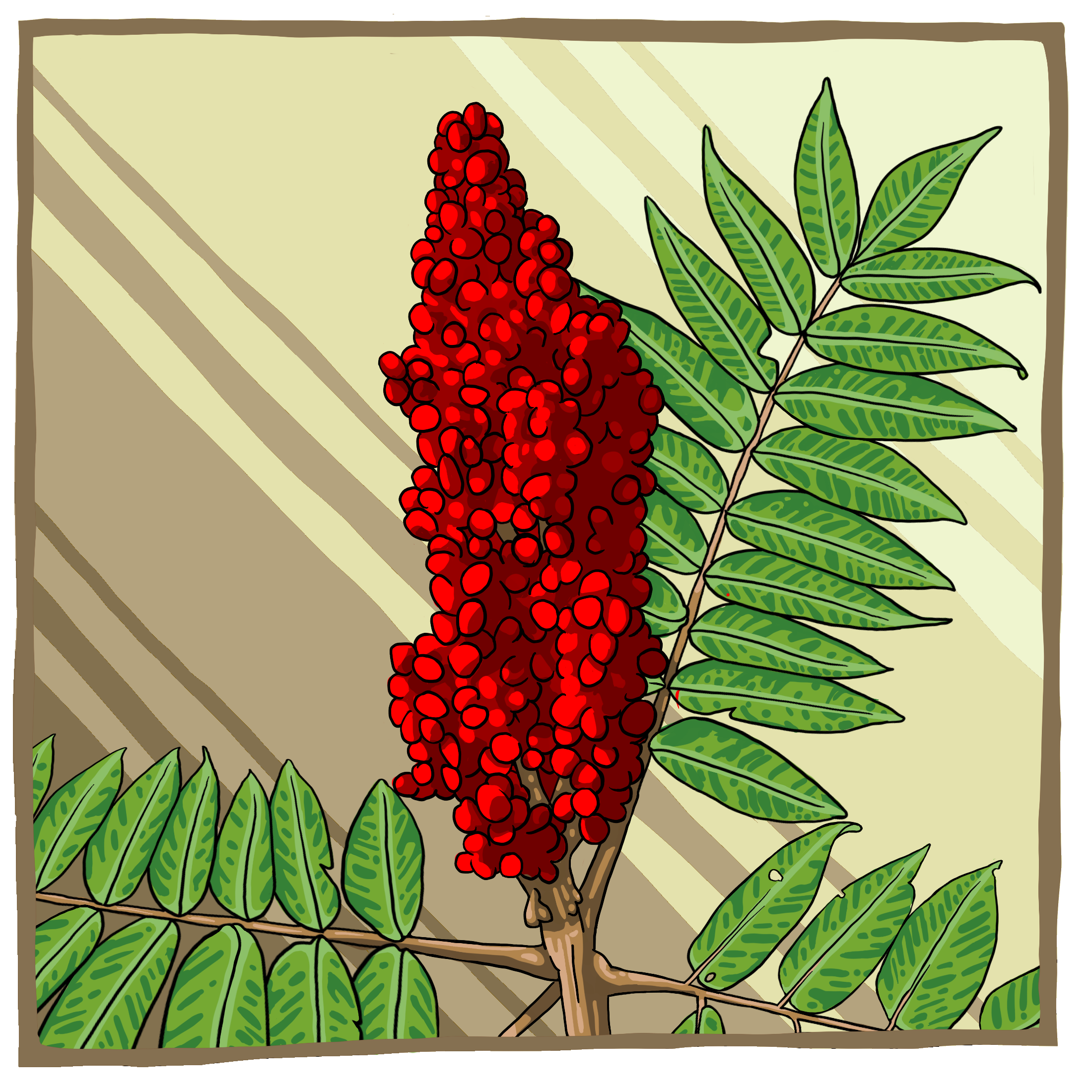 Sumac Large.png
