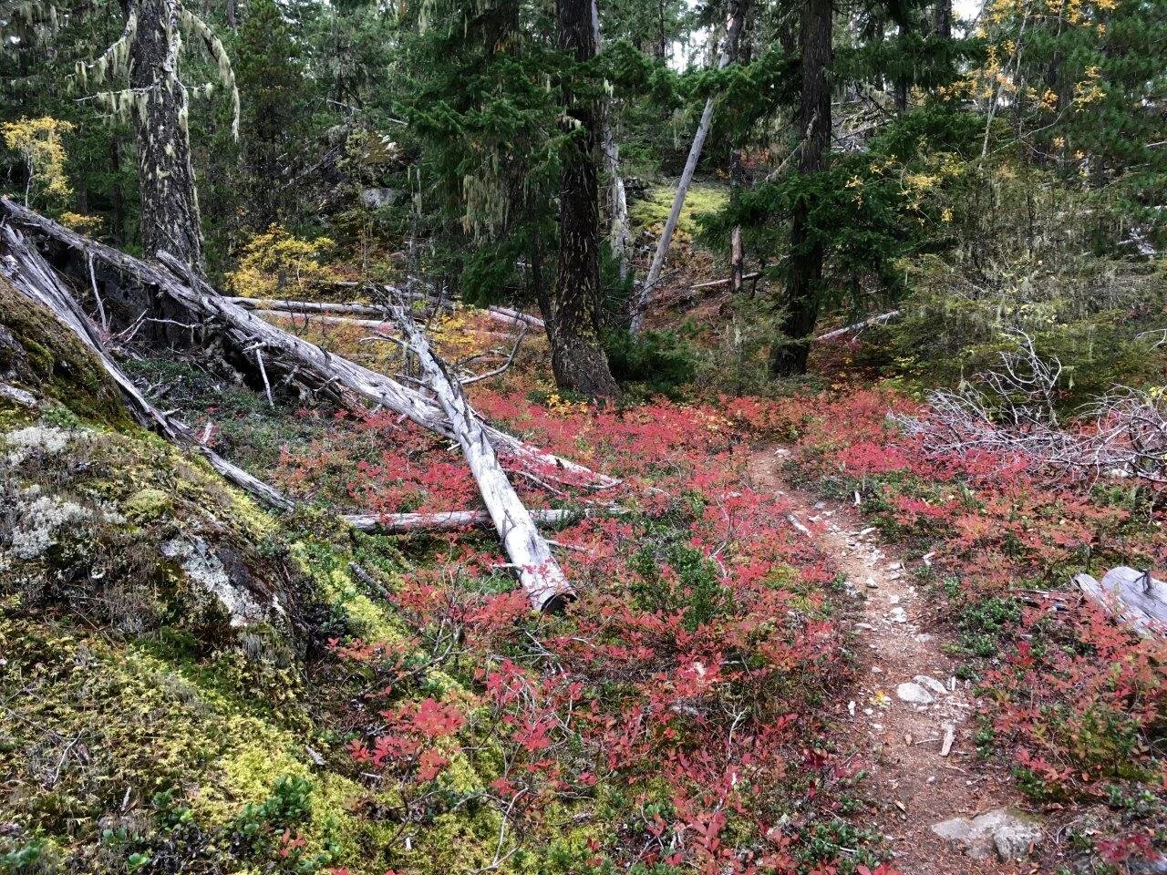 Trails Update: Oct 10, 2019
