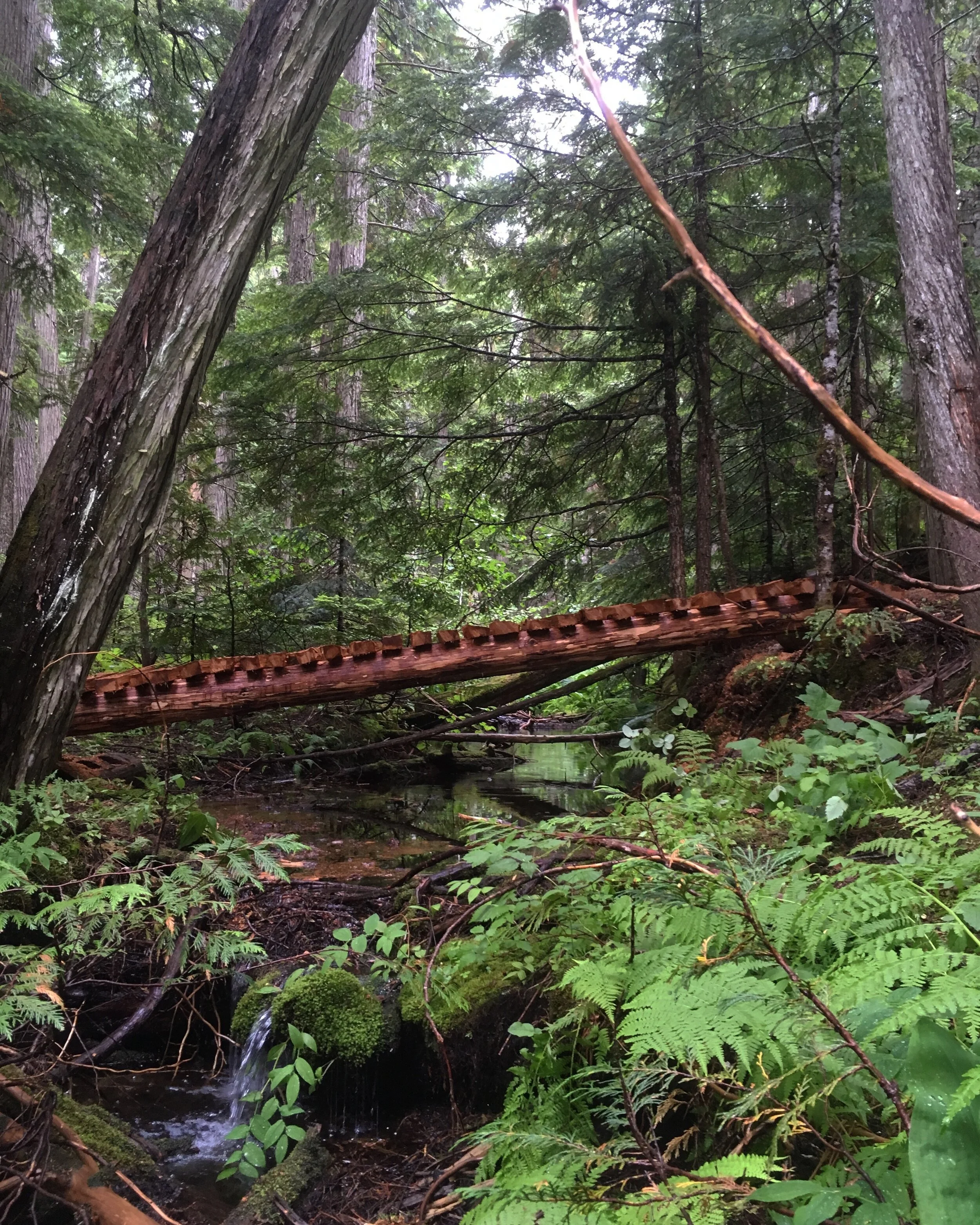 Trails Update: July 12, 2019