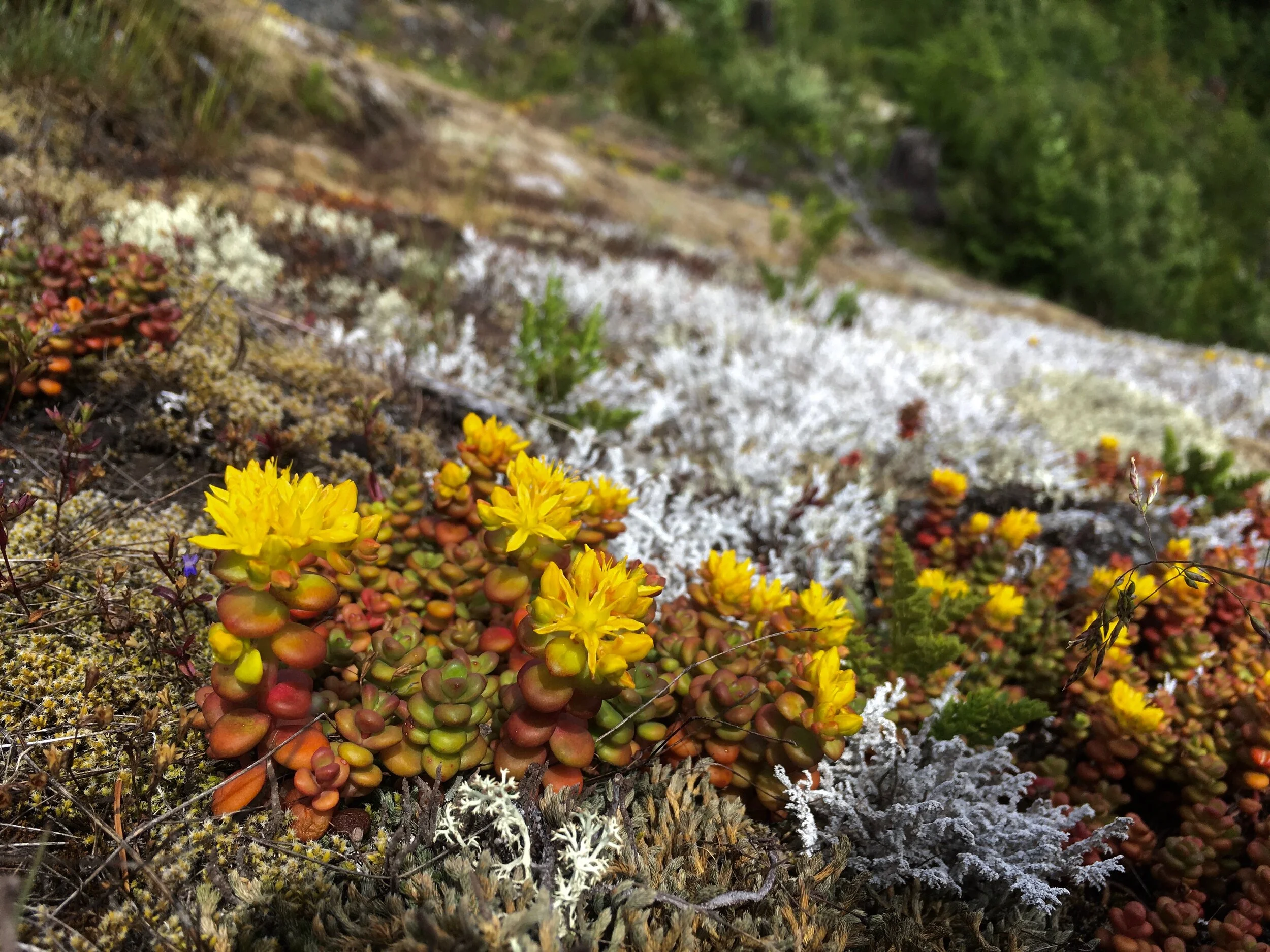 Trails Update: June 14, 2019