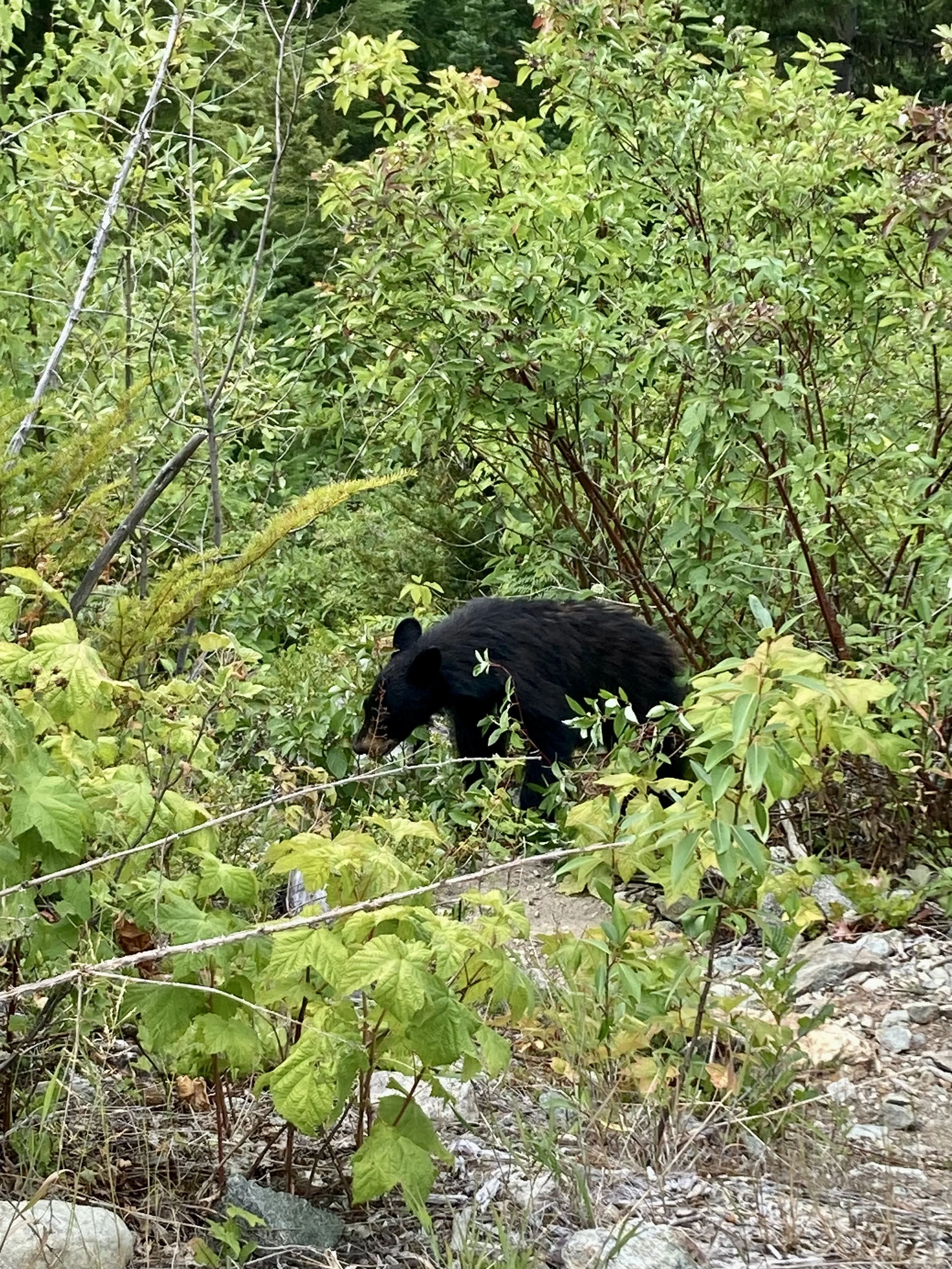 Trails Update: August 4th, 2023