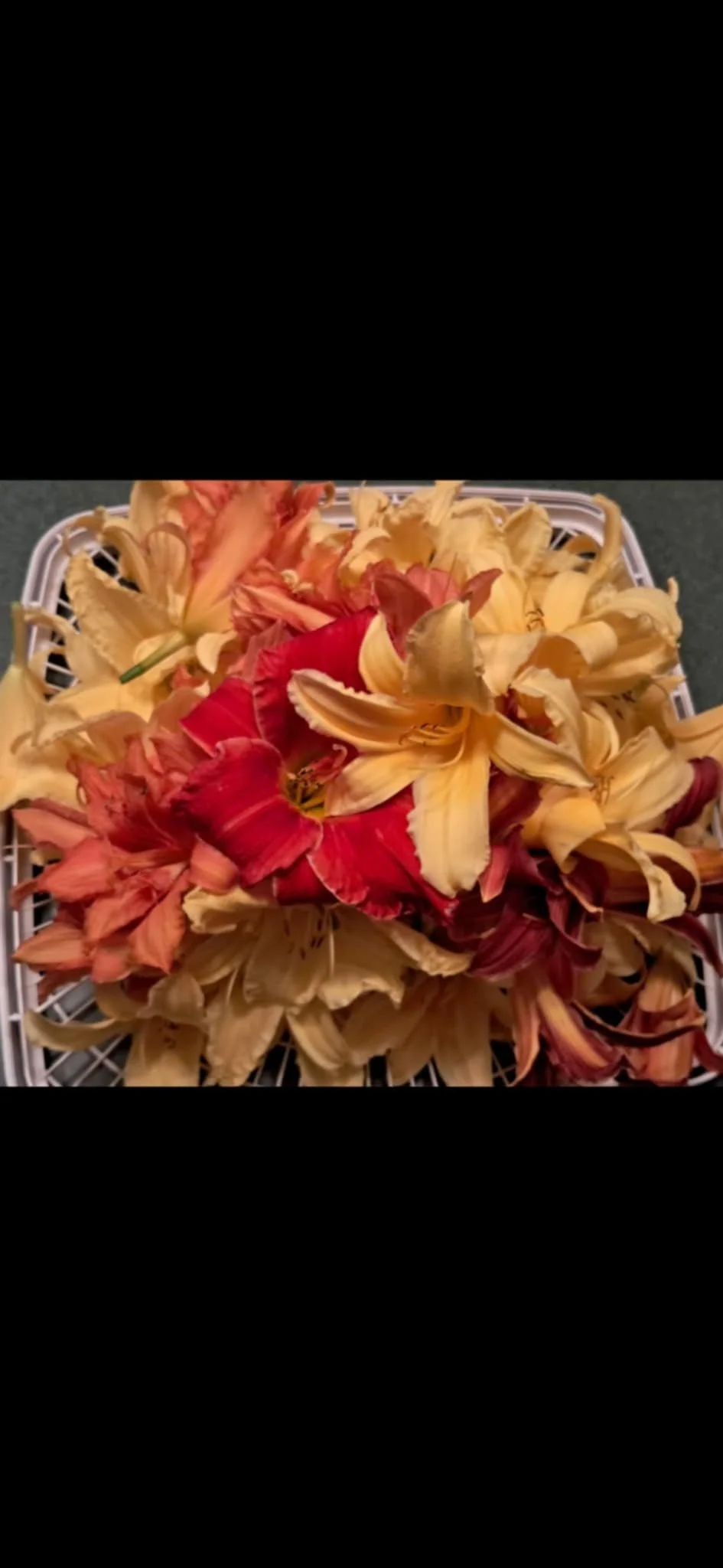 lilies.jpeg