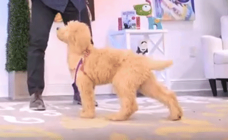 elevage all star goldendoodle