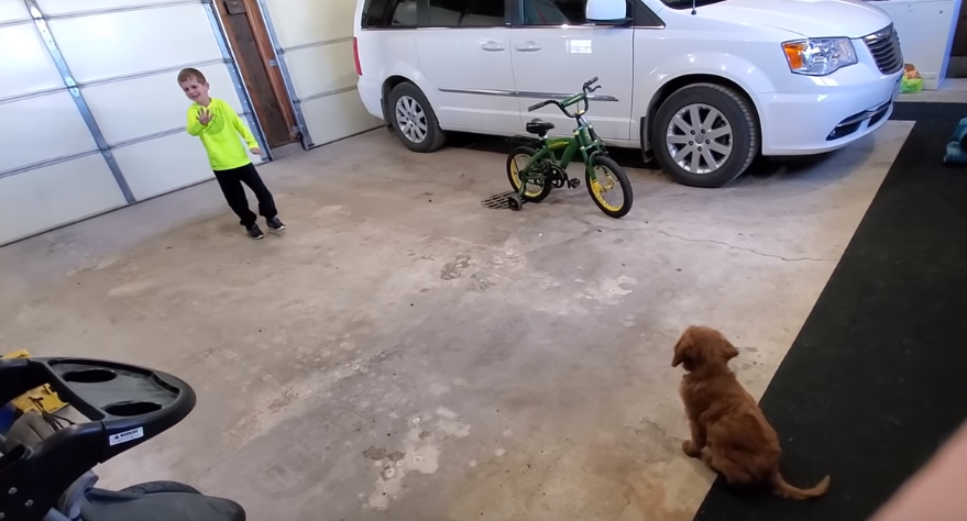 Training Goldendoodle Puppy