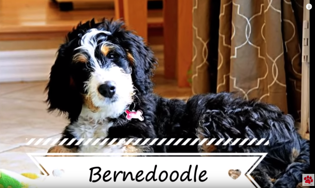 Bernedoodle vs Goldendoodle Puppies and Full Grown Dogs