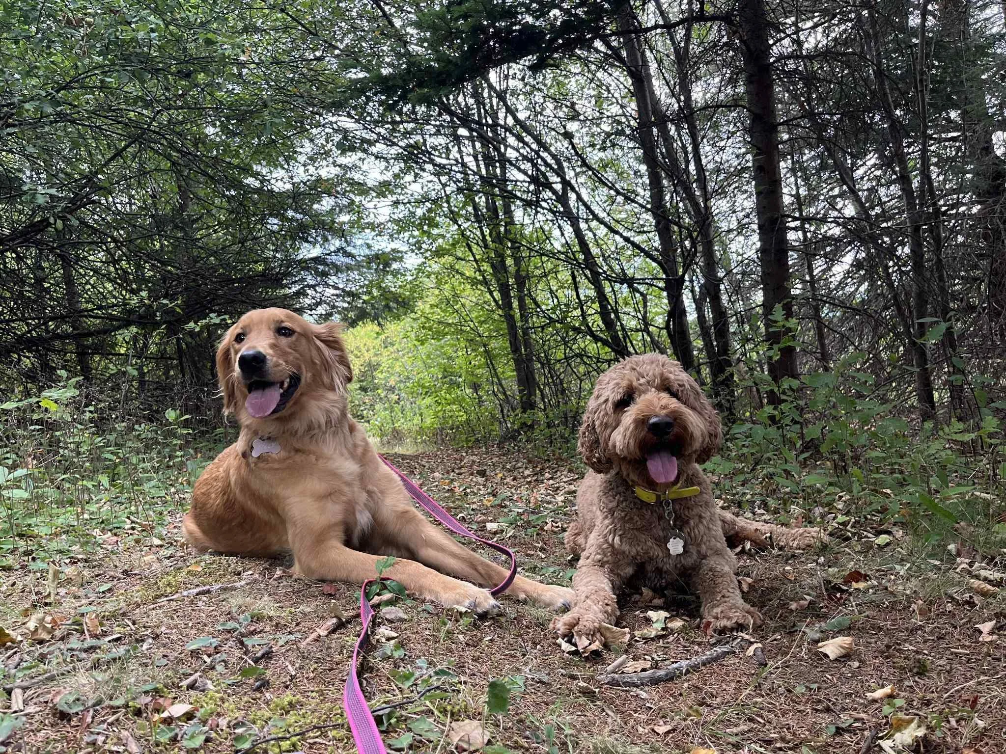 waylon and tilly.jpeg