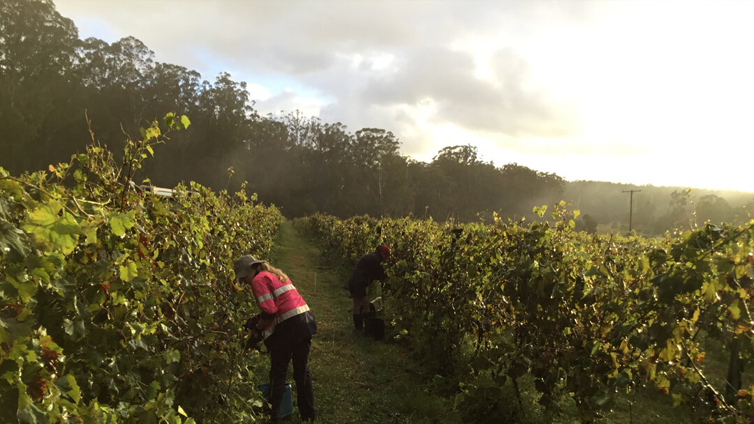 Bago Winery Vineyards Vintage 2021