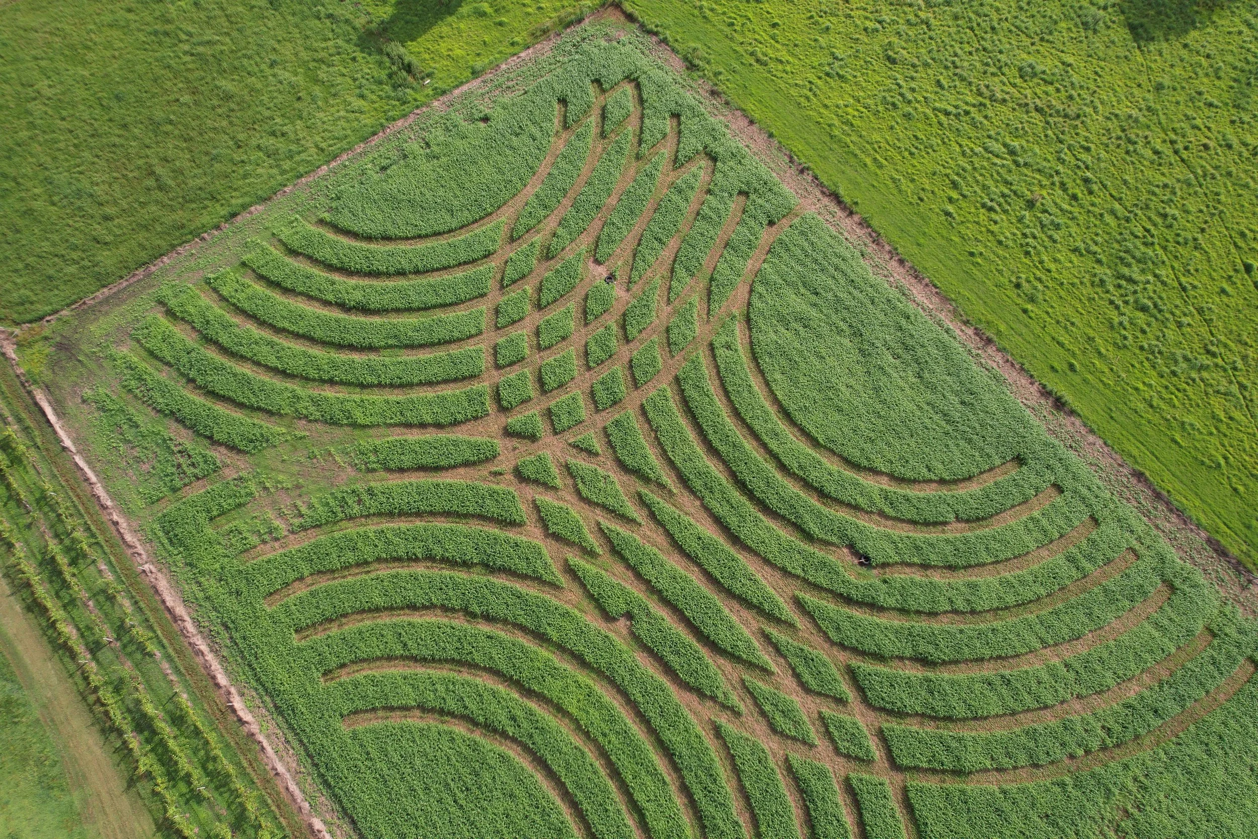 Bago’s 2025 Seasonal Maze - Surfing Rainbows