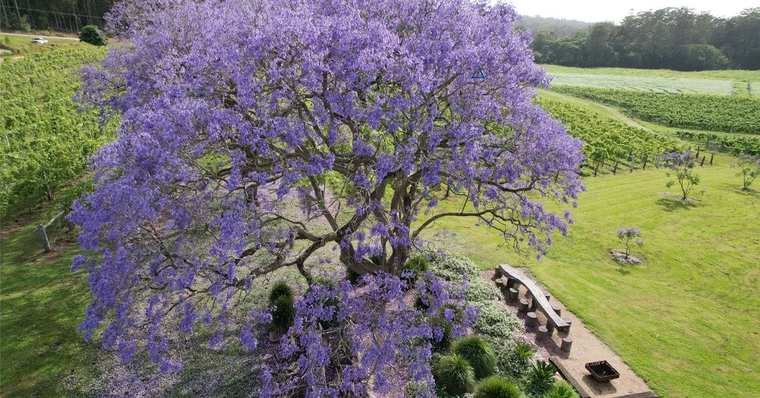 Spring at Bago