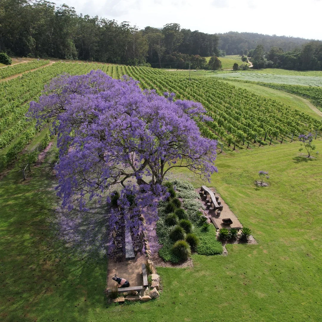 Jacaranders_social6.jpg