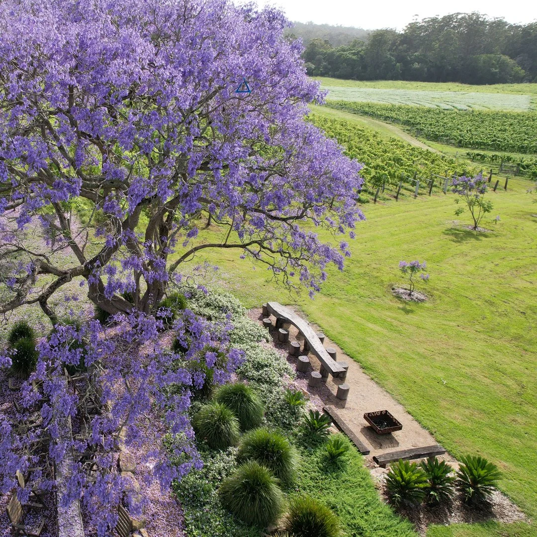 Jacaranders_social1.jpg