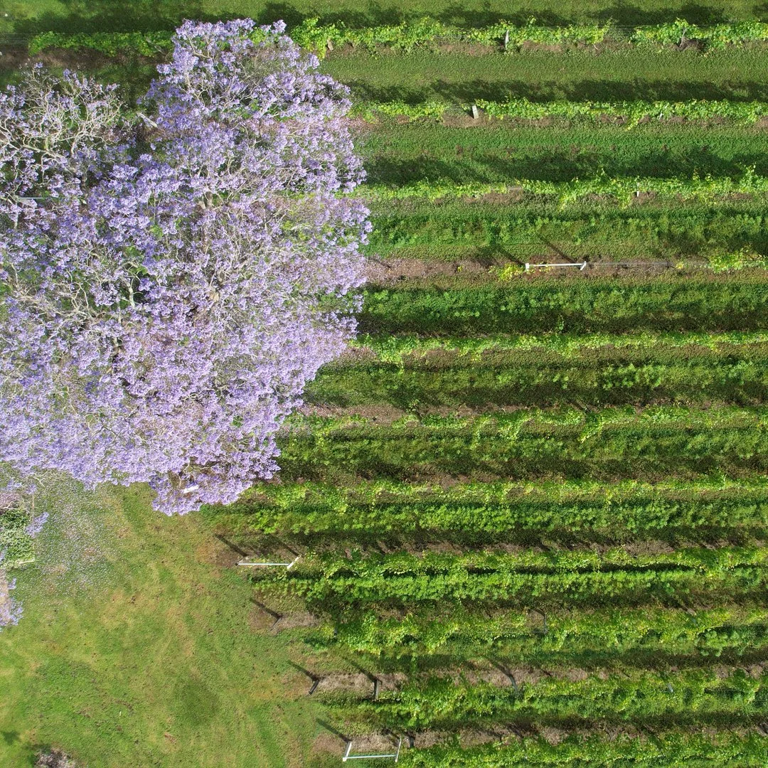 Jacaranders_social9.jpg