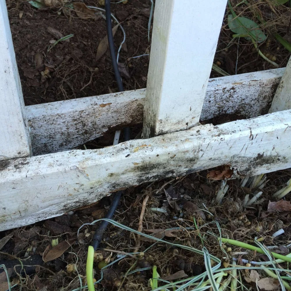 Dry Rot Repair | Anthony Martin Painting