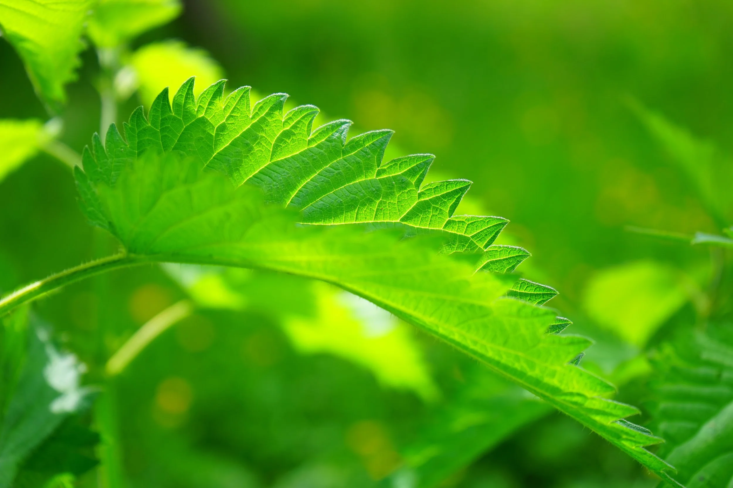 Nettle.jpg