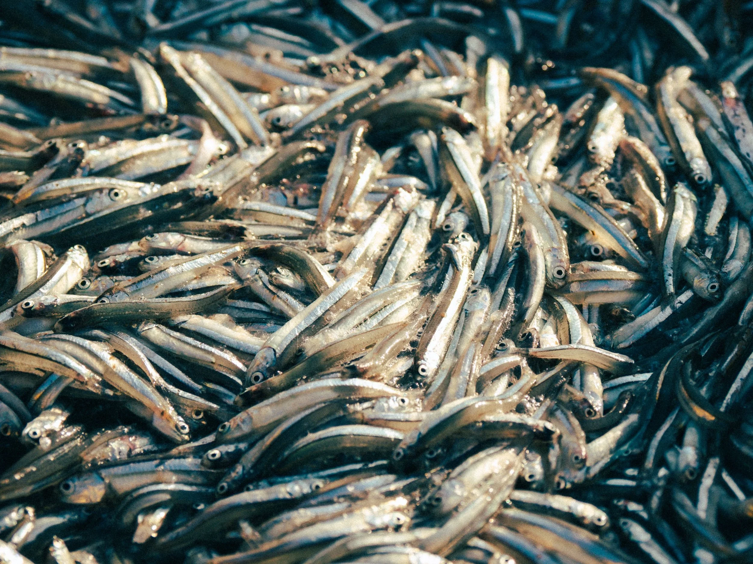 pexels-vubui-30639582.jpg