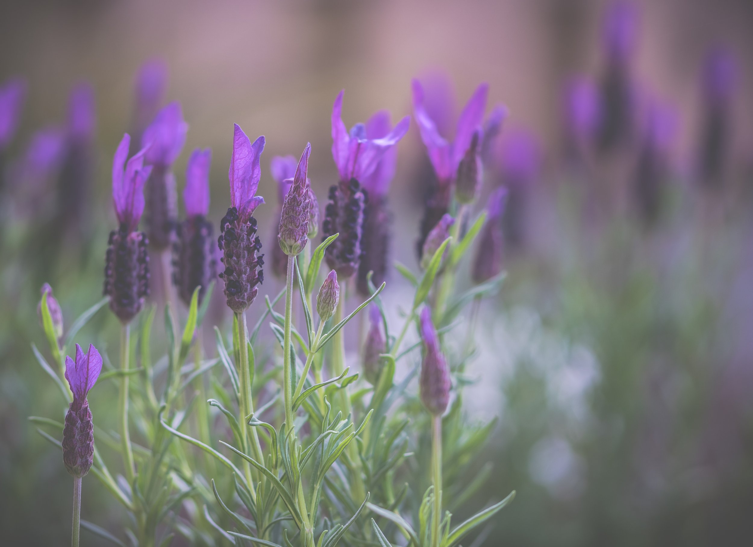 ylanite-lavender-3363791.jpg