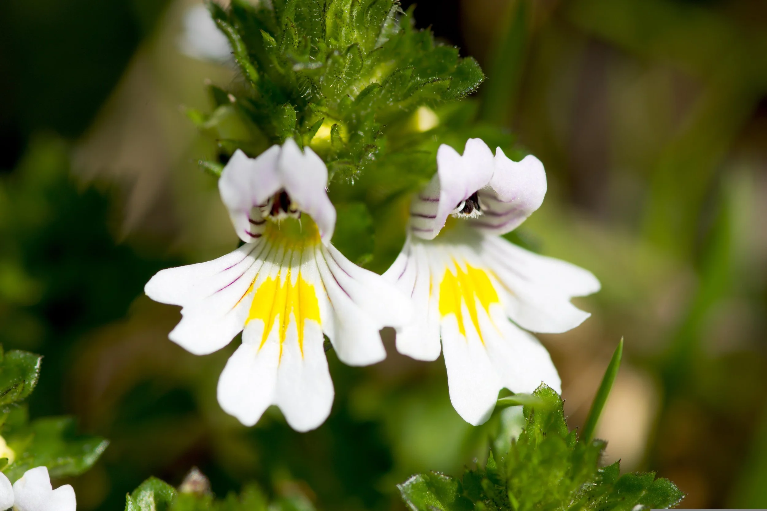 Eyebright.jpg