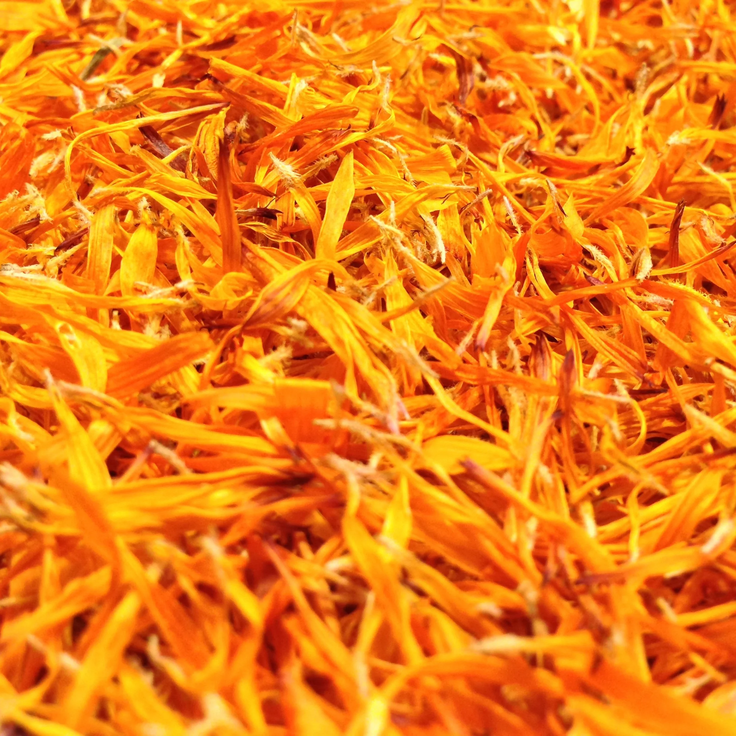 erichbauer0-marigold-591032.jpg