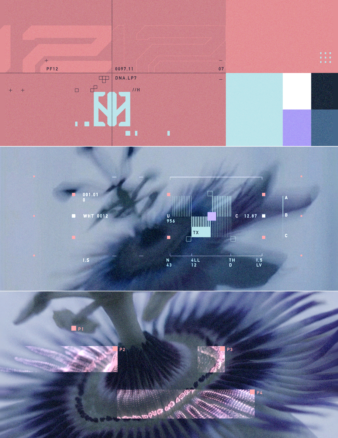 PF.12b_NEPTALI.png