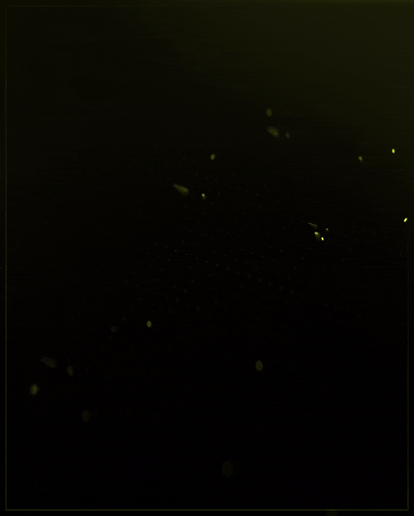 PrimePL (1).gif