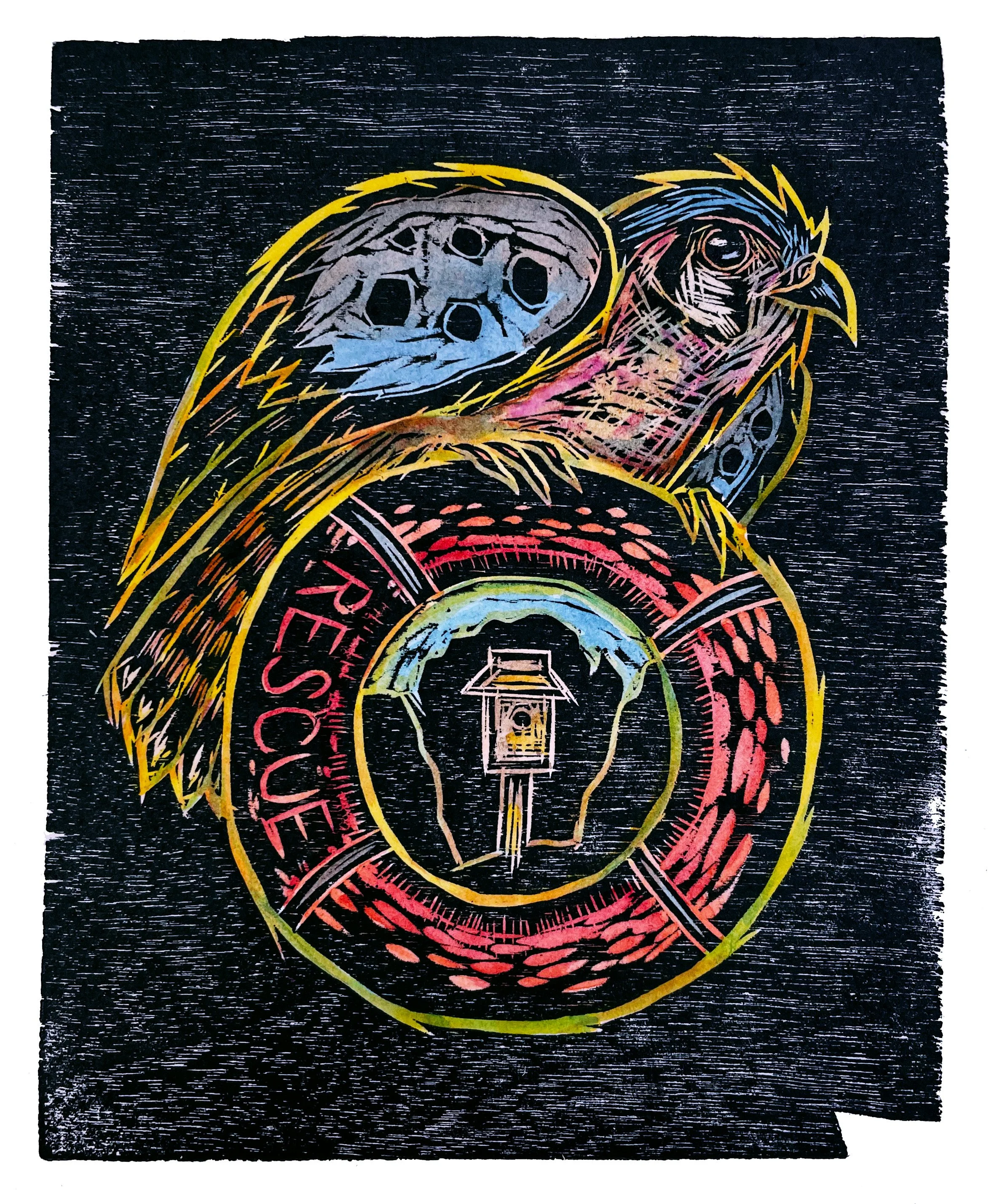  Illustration inspired by an article about nest boxes helping American kestrels. 