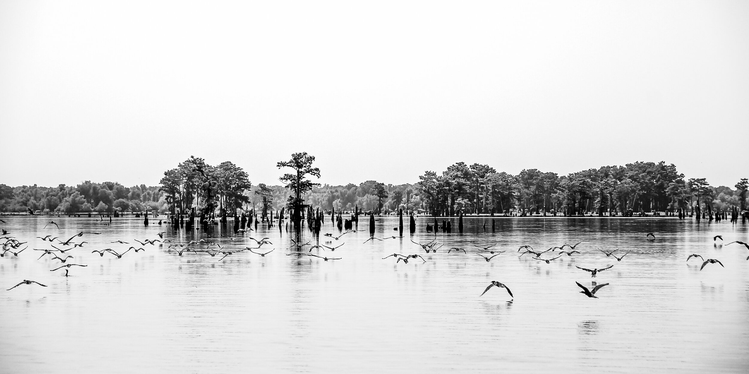 bayou_rt_0004.jpg