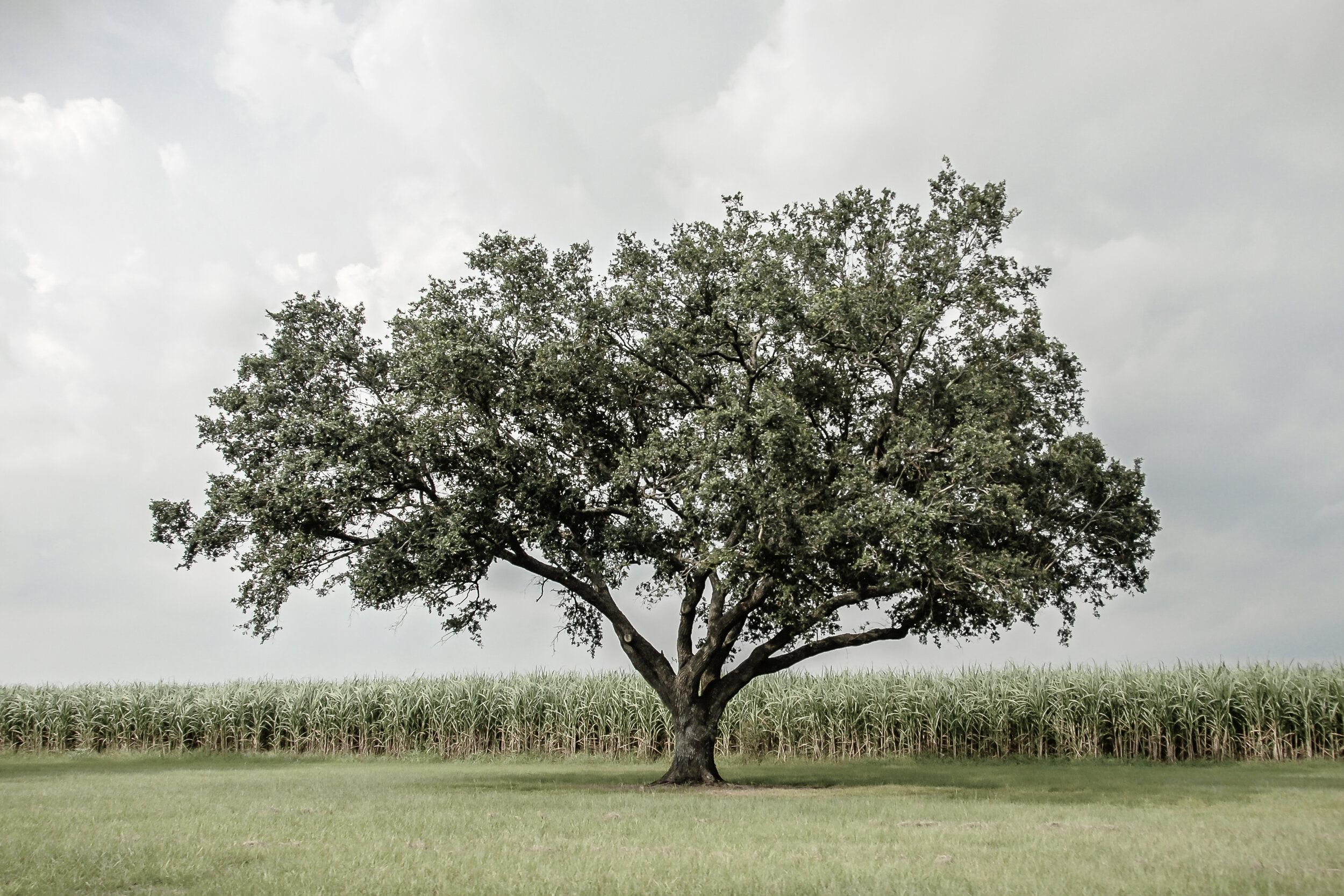 bayou_rt_0011.jpg