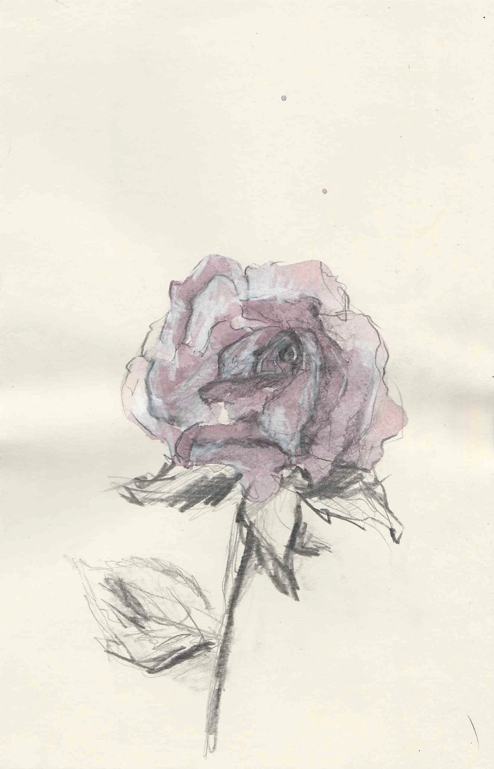 Wine Rose