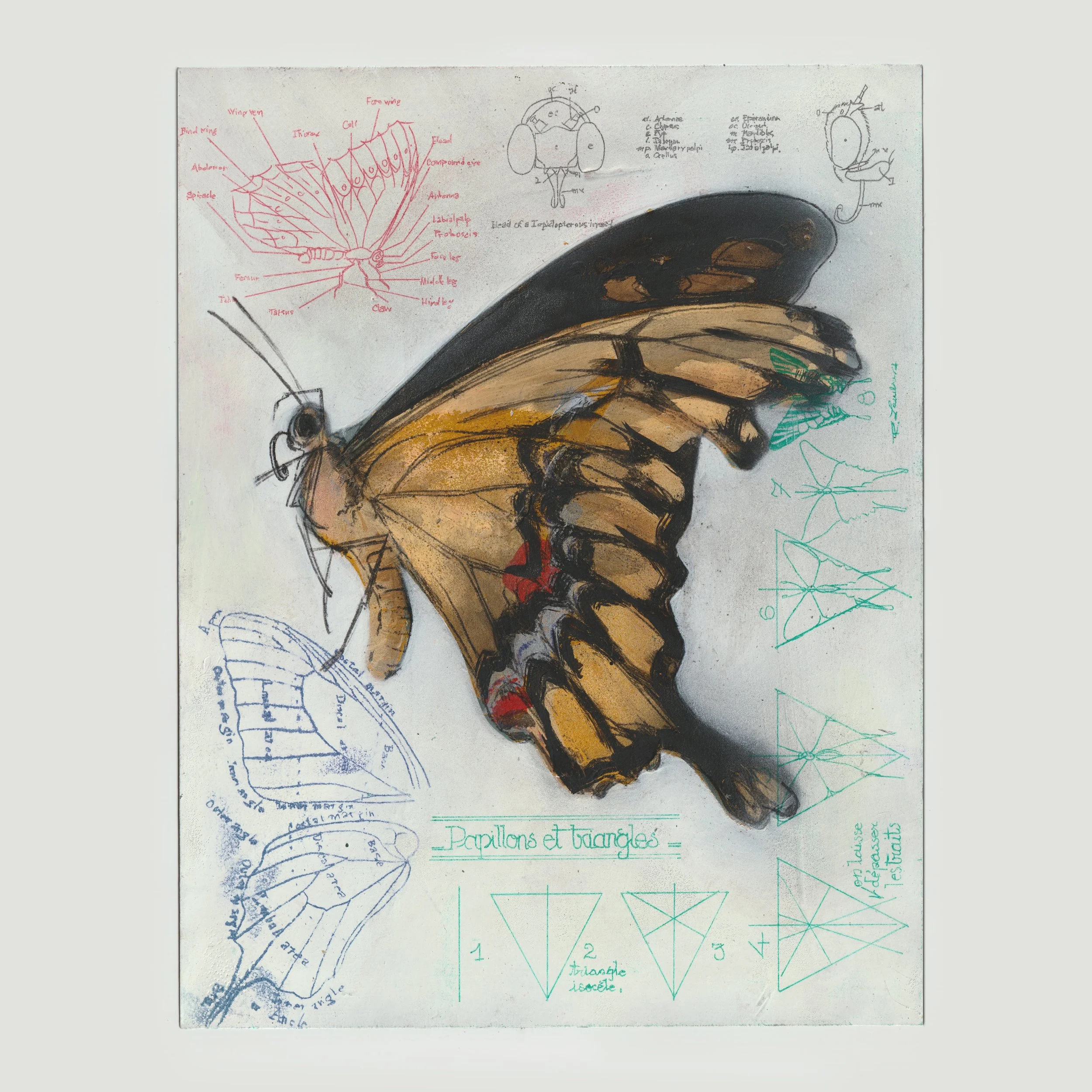 pinned swallowtail