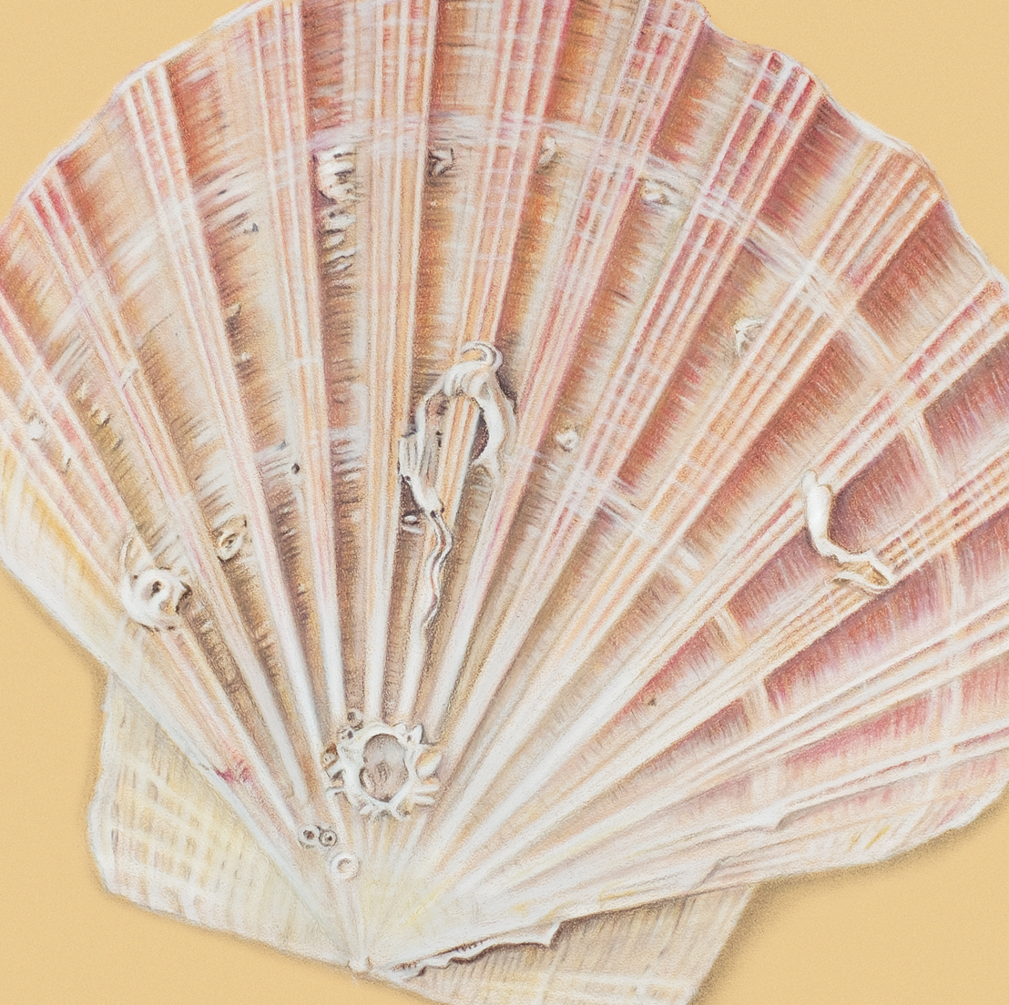 SCALLOP