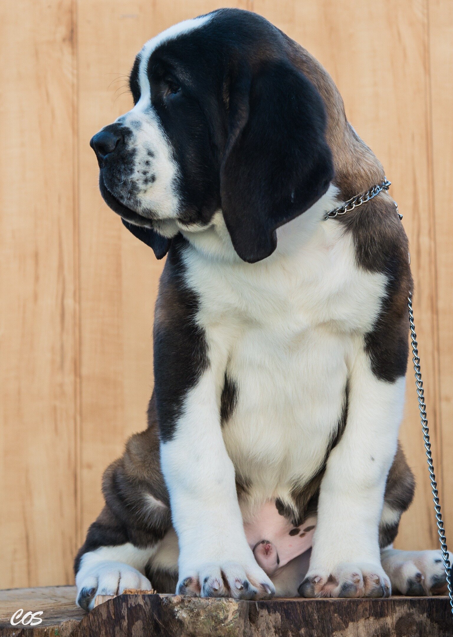 Available Puppies Saint Valley Kennel Romania St Bernard Pure Breed Champions